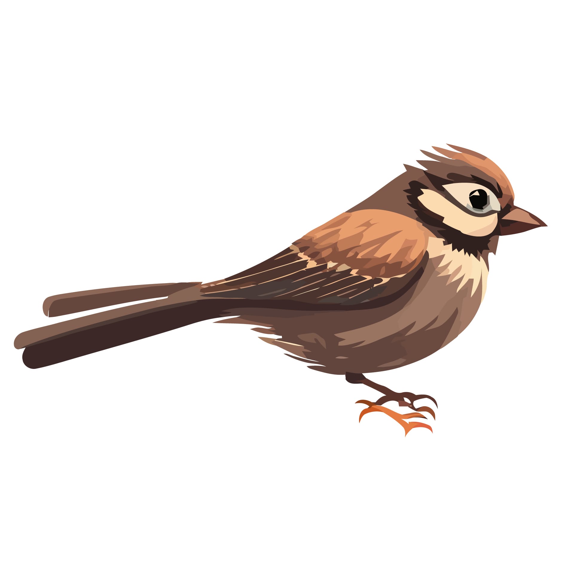 Bird clipart cartoon sparrows isolated art design