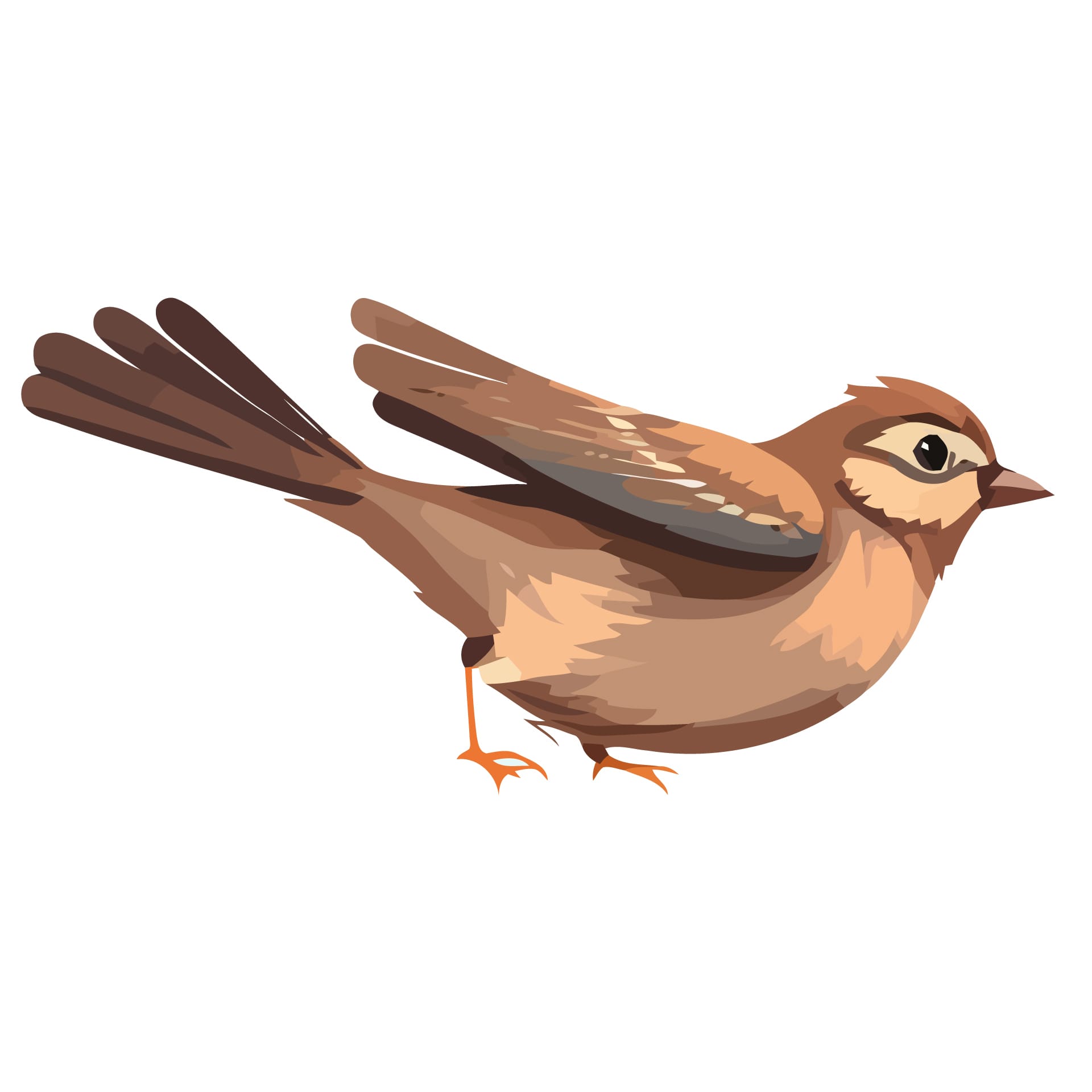 Bird clipart cartoon sparrows isolated drawing