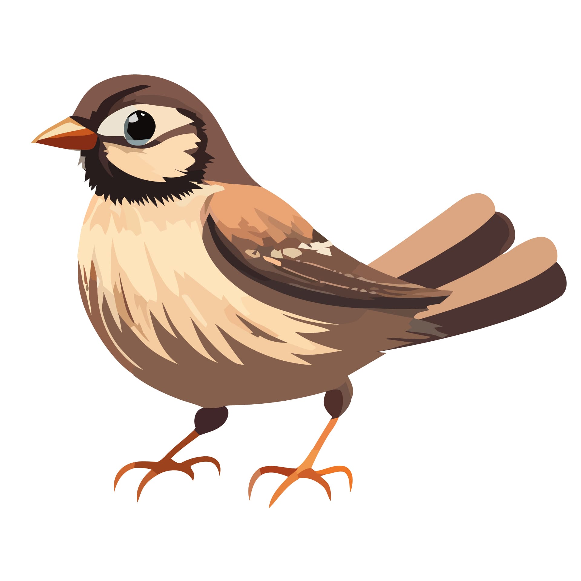 Cartoon sparrows isolated bird clipart