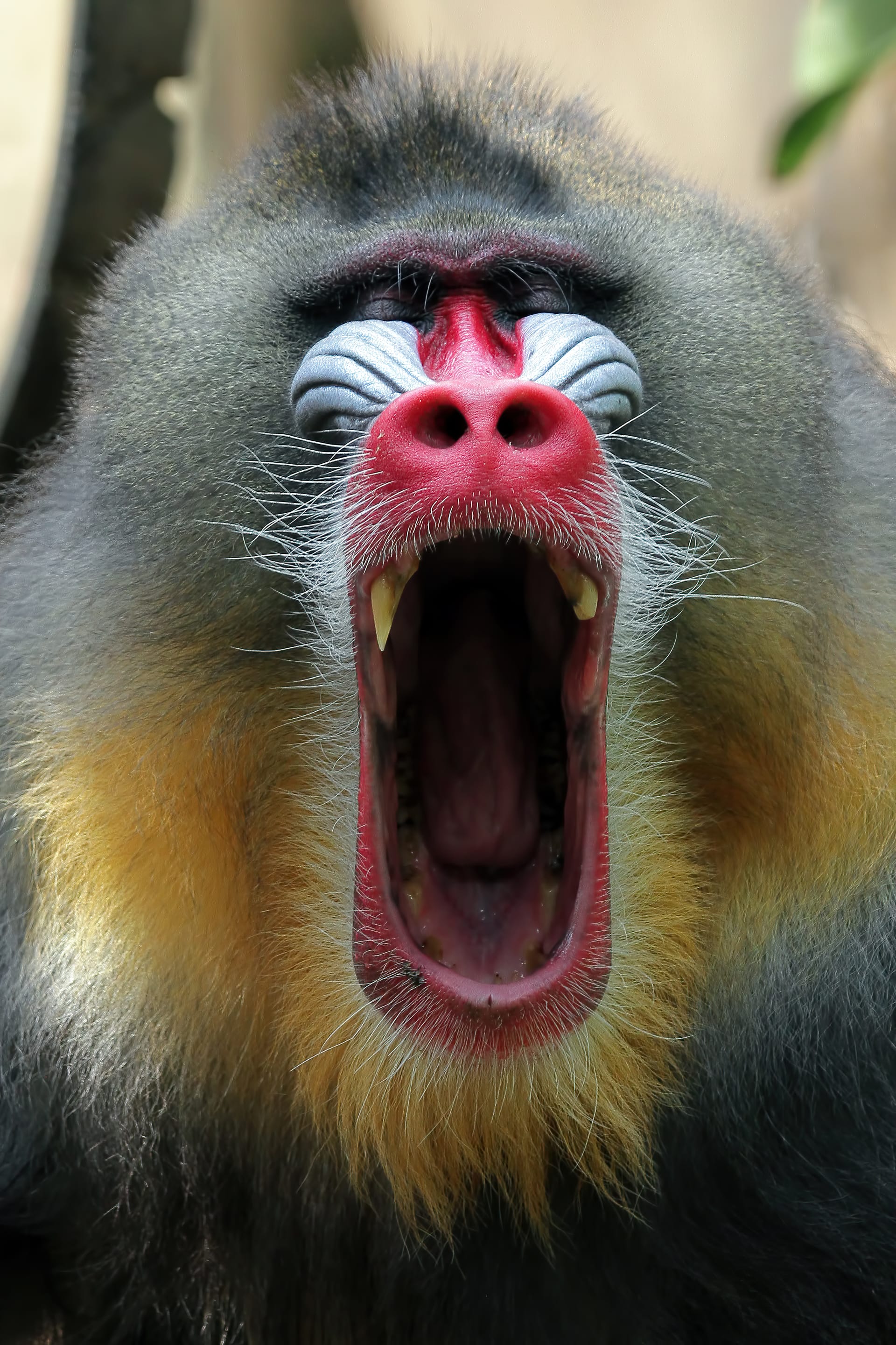 Monkey closeup face with open mouth mandrillus sphinx animal closeup