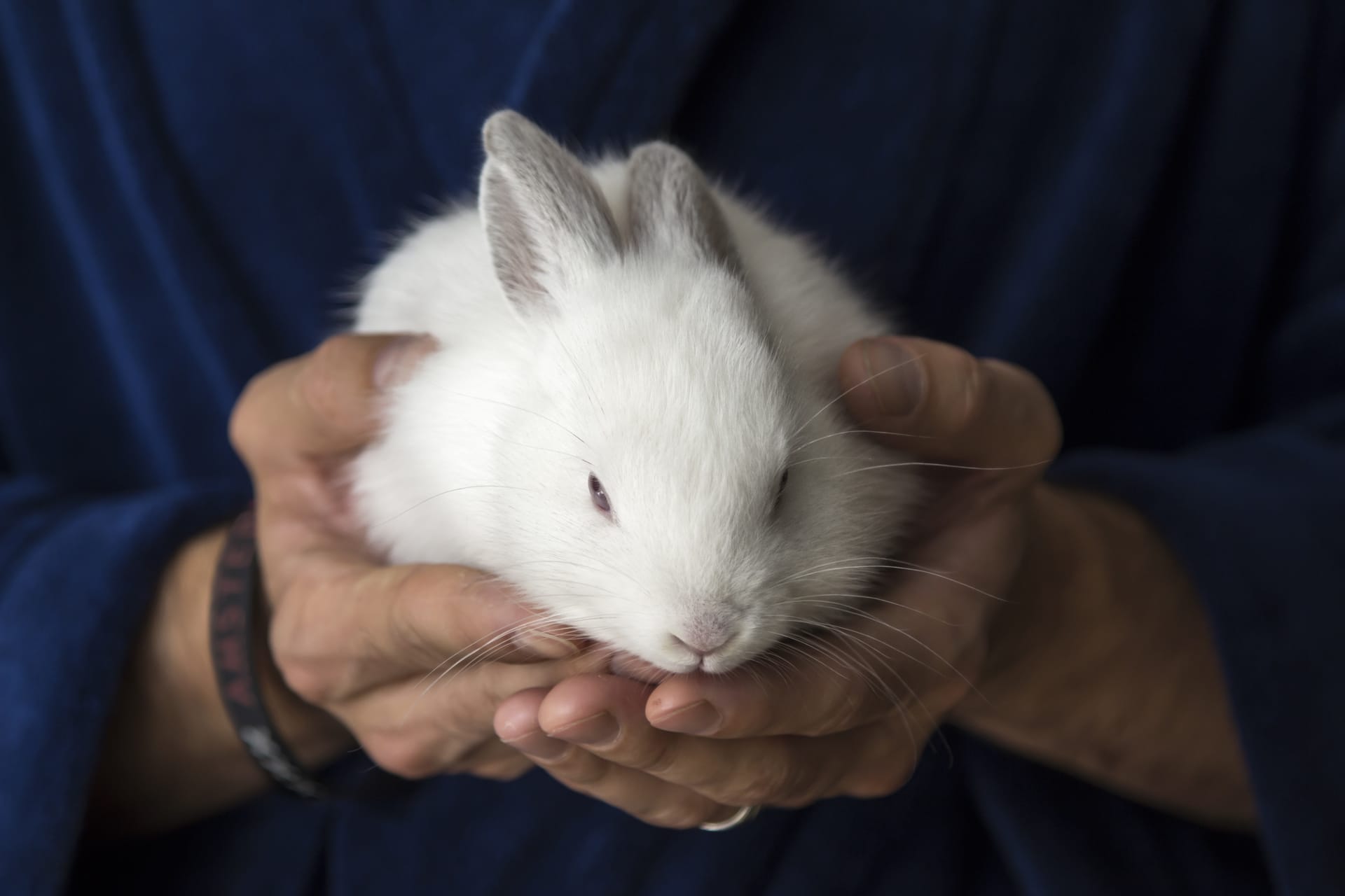 Animal photo white little rabbit