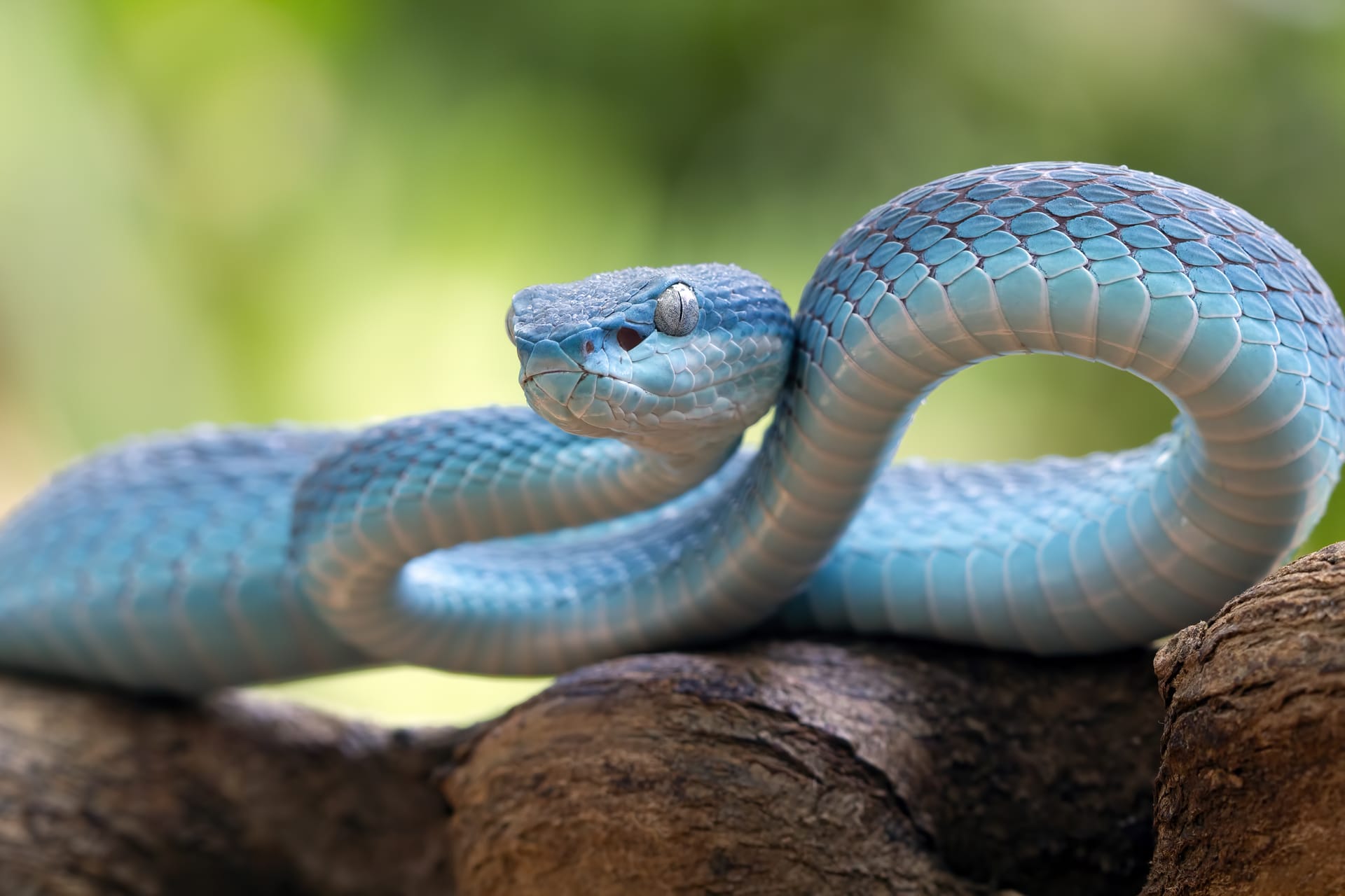 Blue viper snake branch viper snake blue insularis