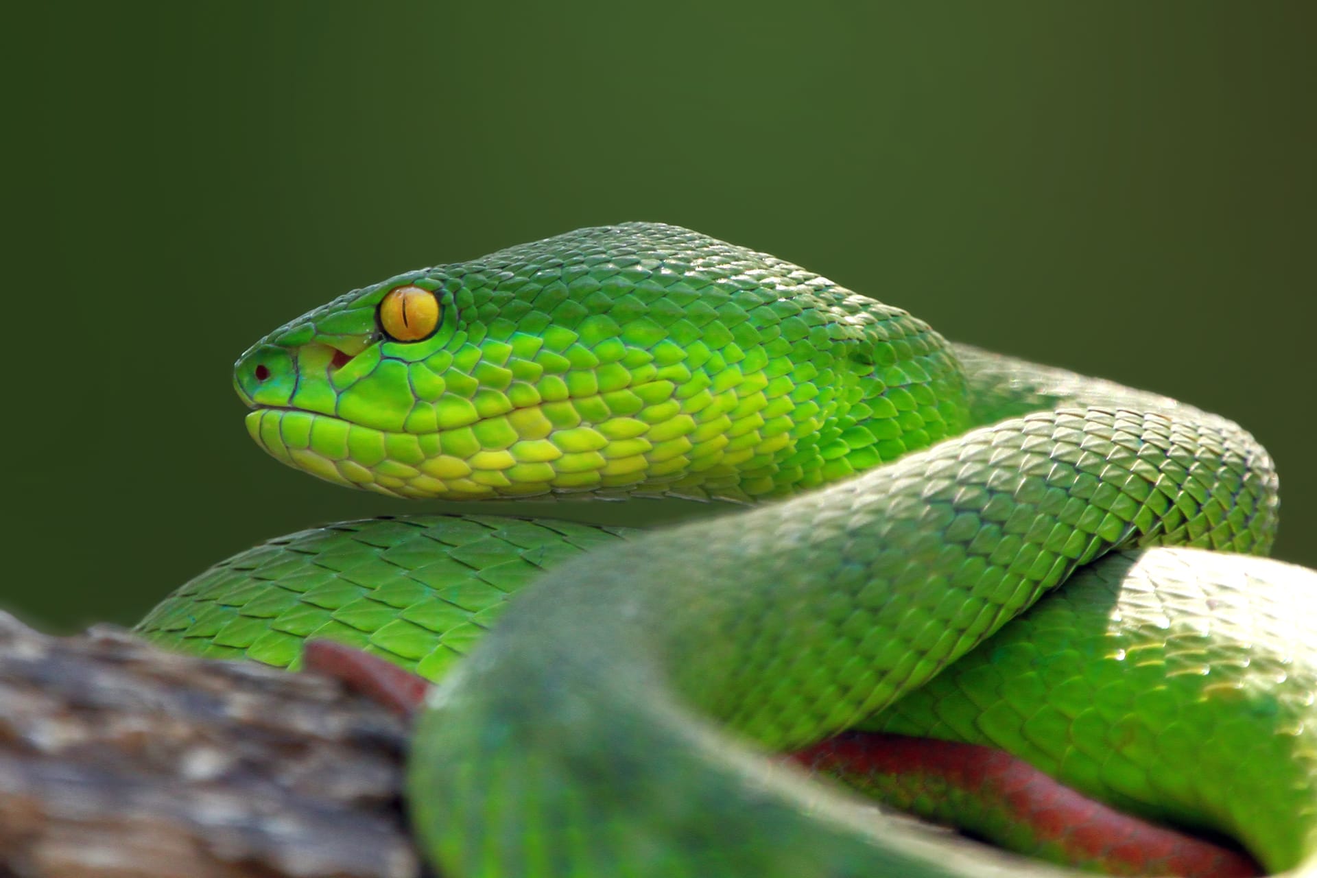 Trimisurus albolabris green snake closeup branch animal closeup