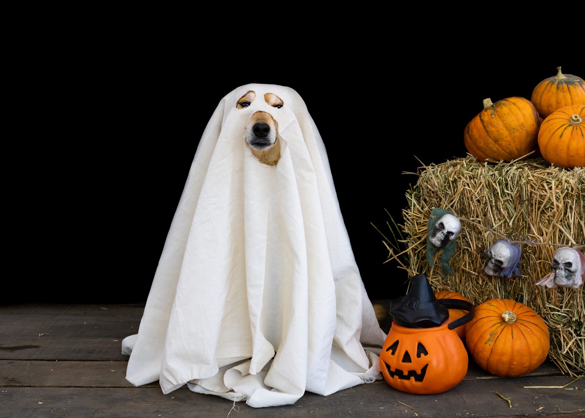 Dog dressed as ghost halloween cute halloween pictures