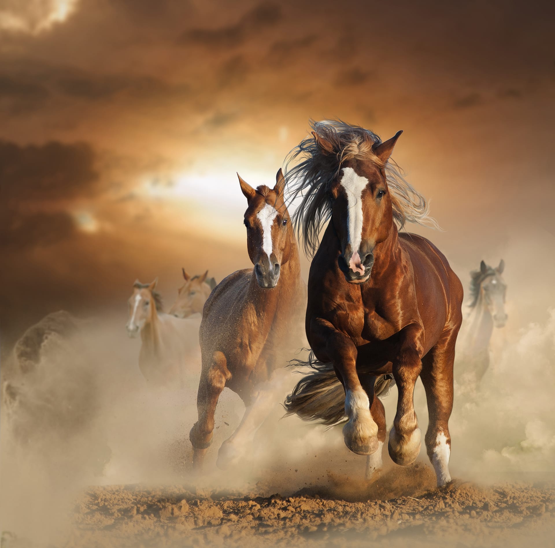 Two wild chestnut horses running together dust front view
