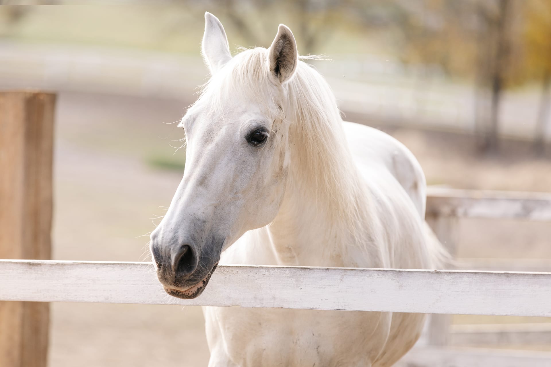 White horse stallion close up