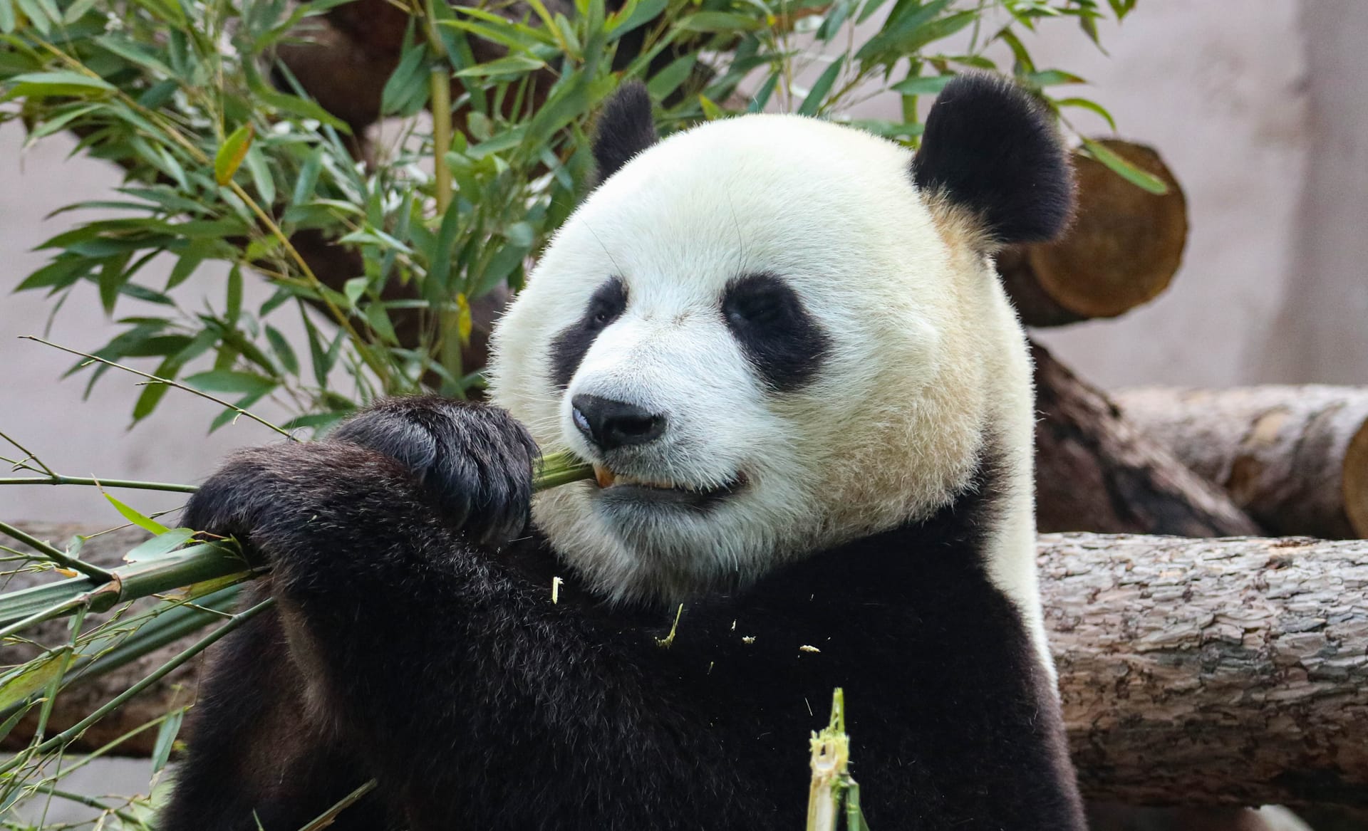 Giant black white panda nibbles bamboo image