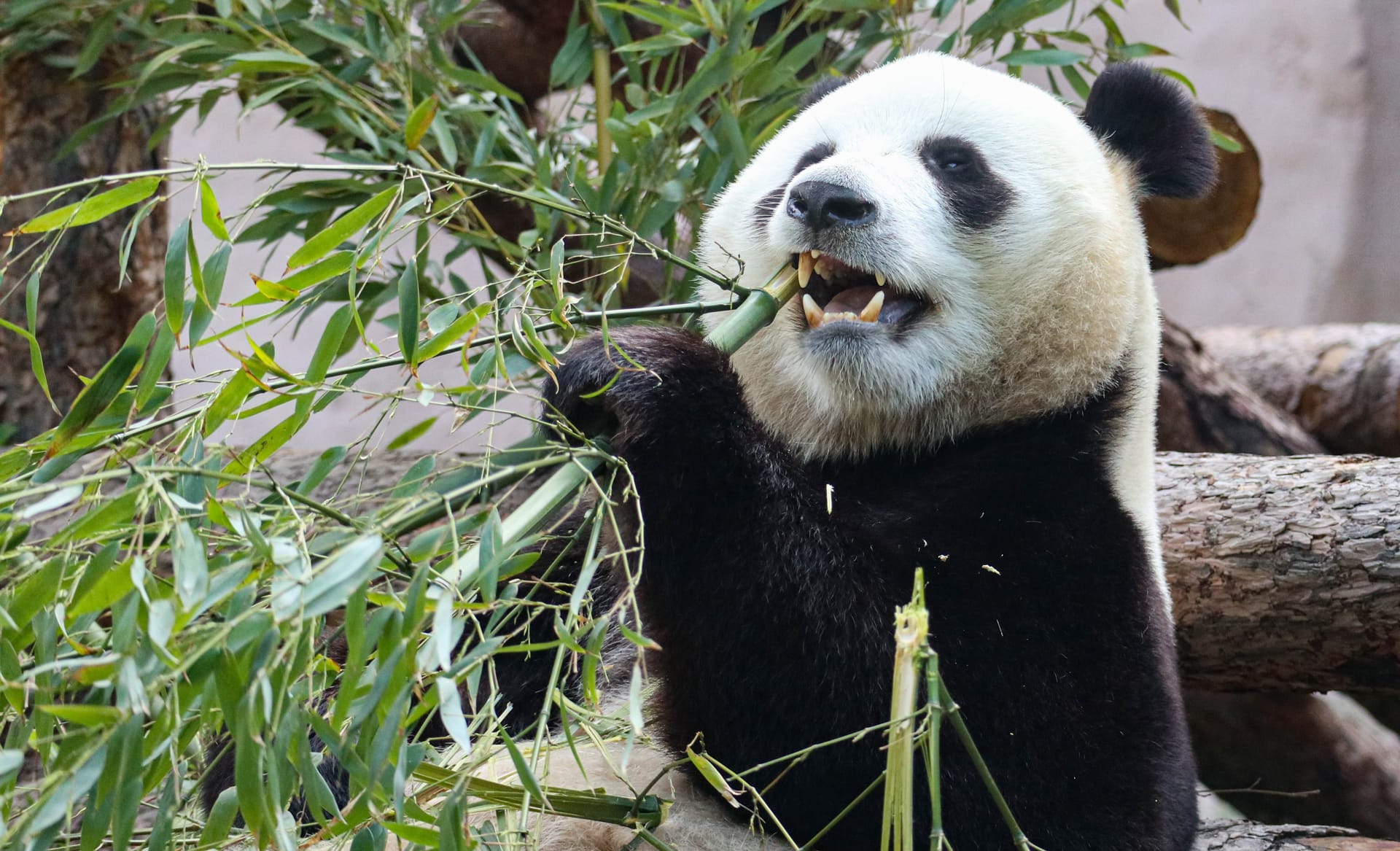 Giant black white panda nibbles bamboo