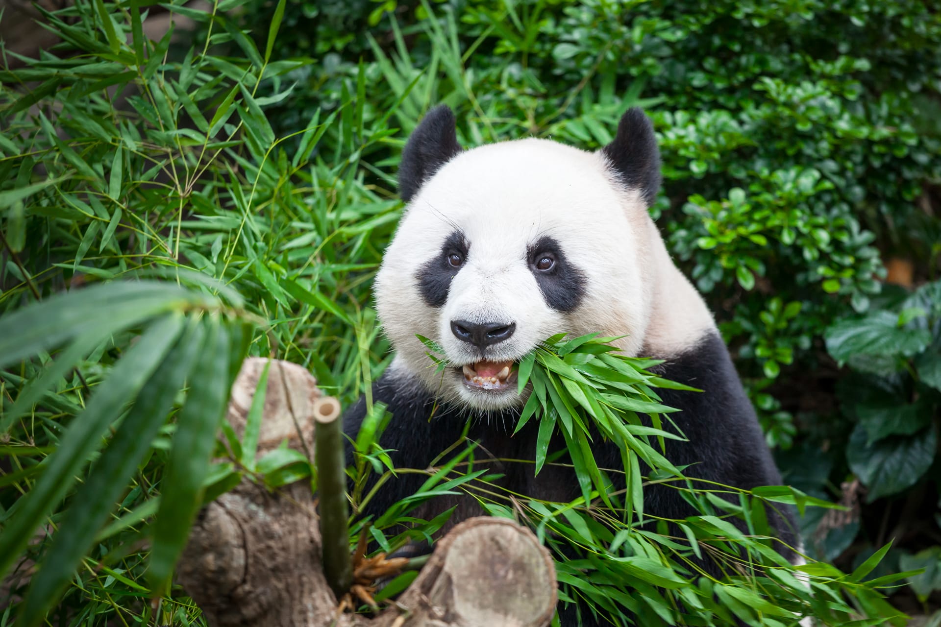 Hungry giant panda green jungle forest
