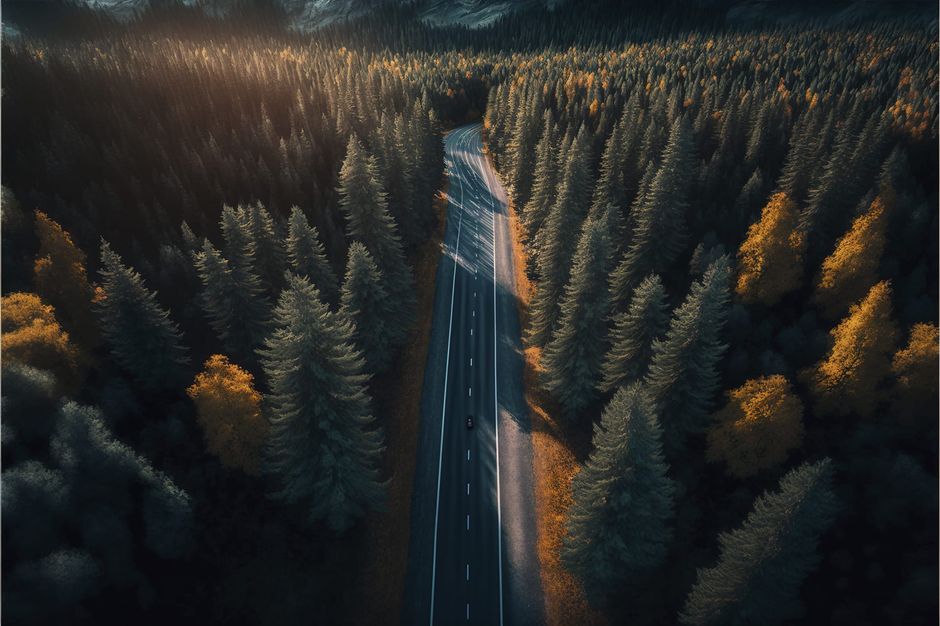 Beautiful nature profile picture empty road forest