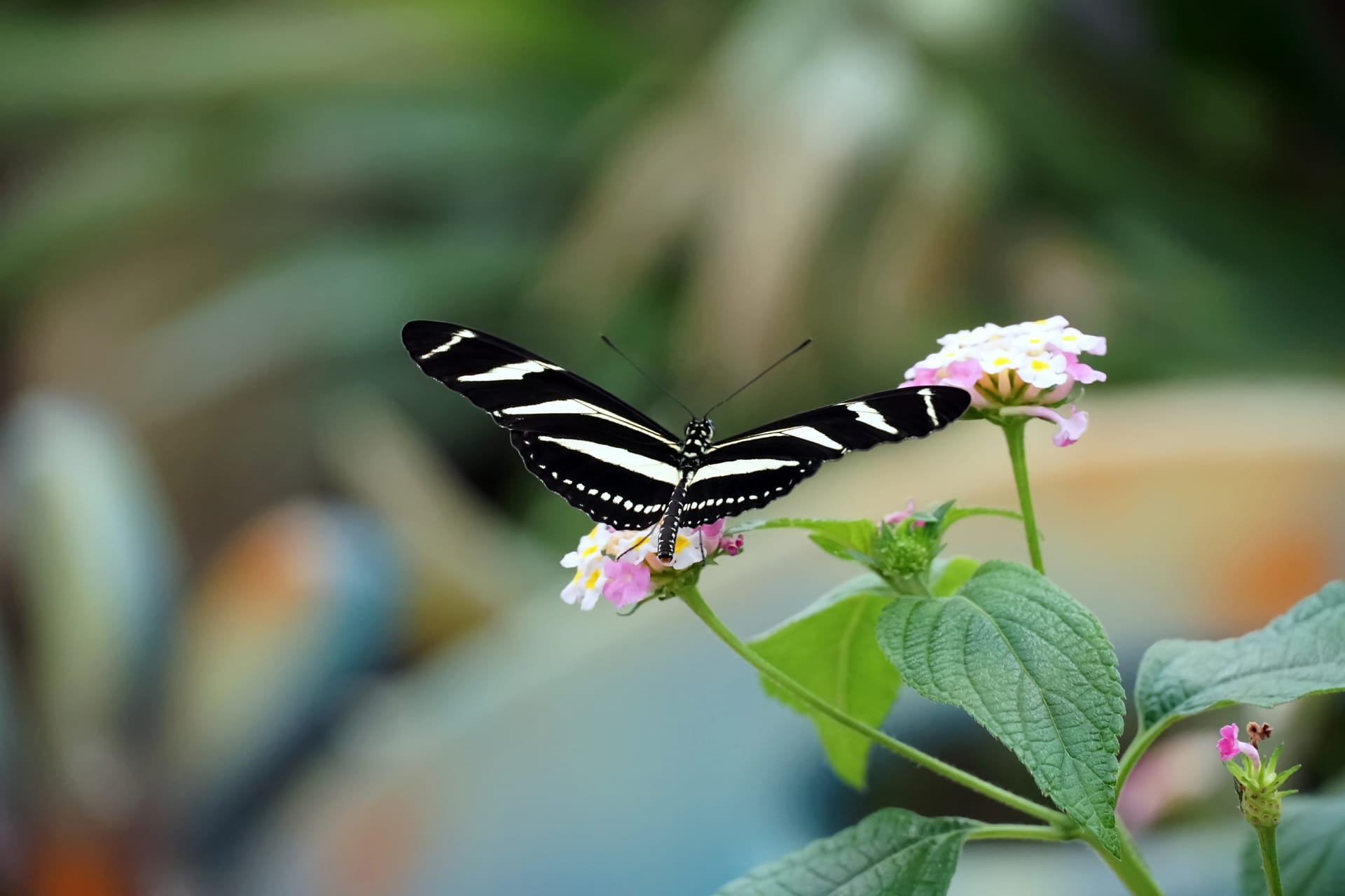Shot zebra longwing butterfly with open wings light pink flower