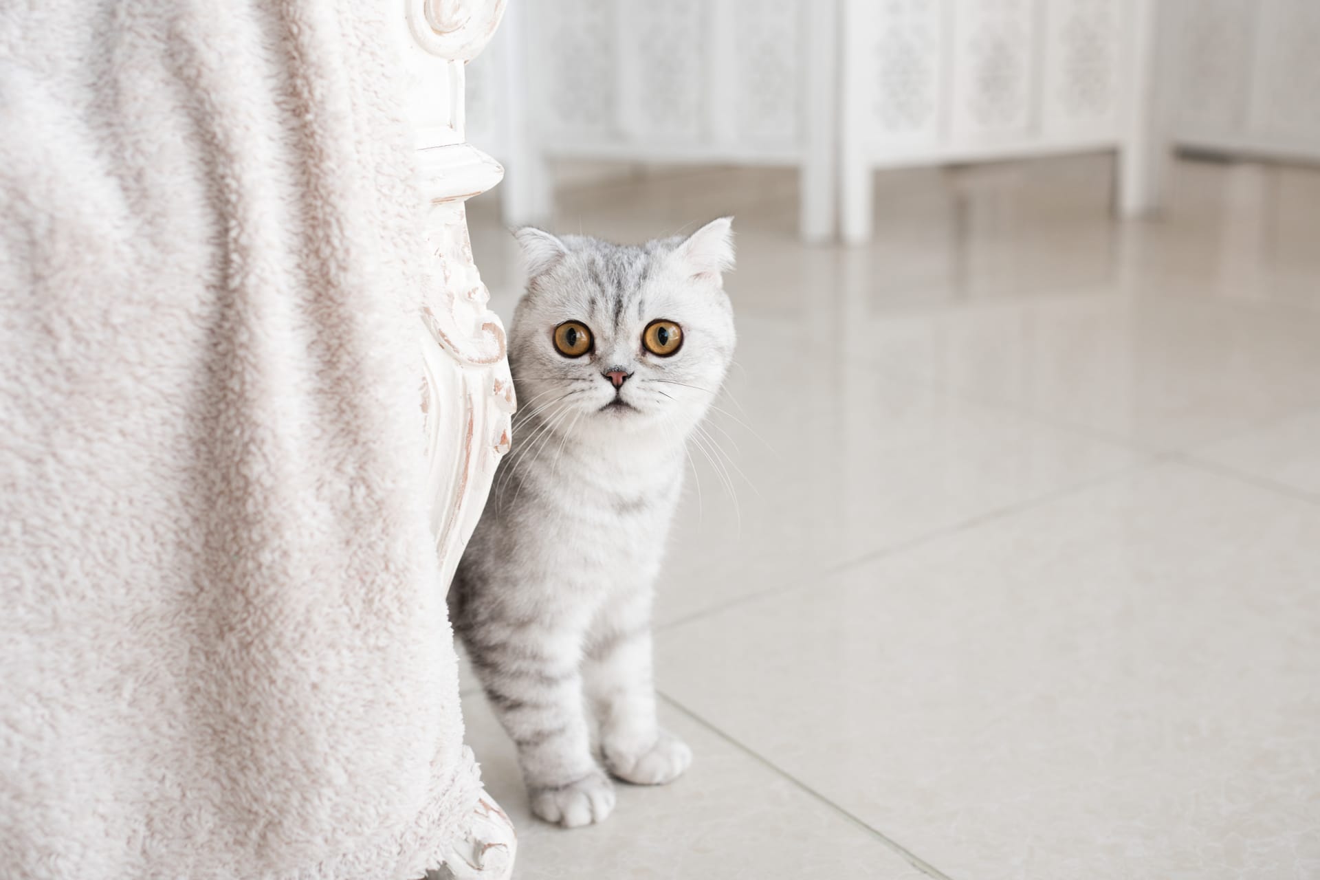 Beautiful grey tabby cat with yellow eyes stands white floor