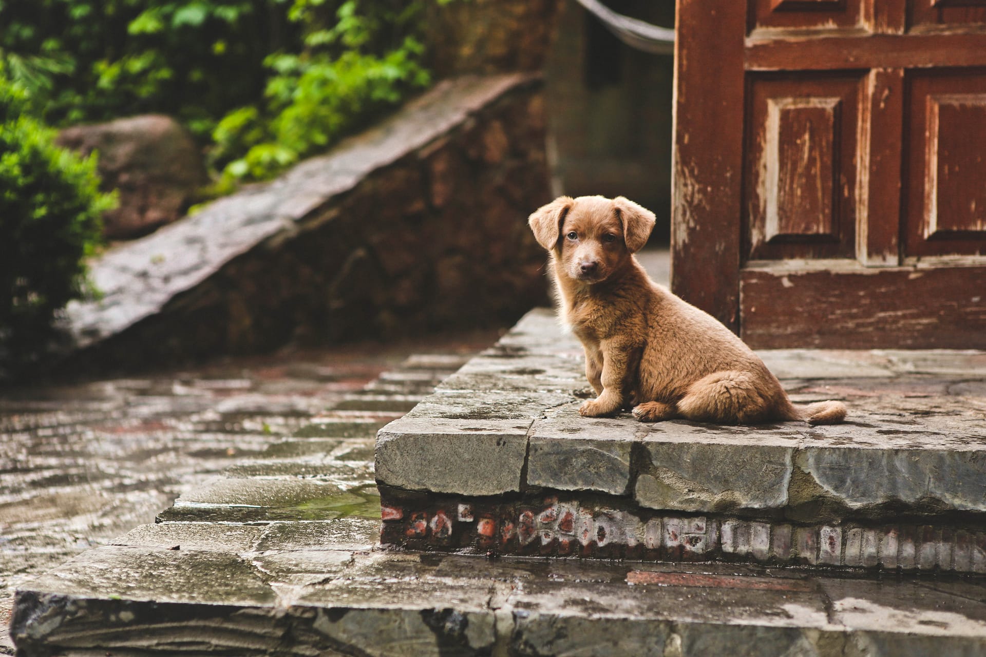 Brown cute puppy dog sits steps house image cute animal profile pictures