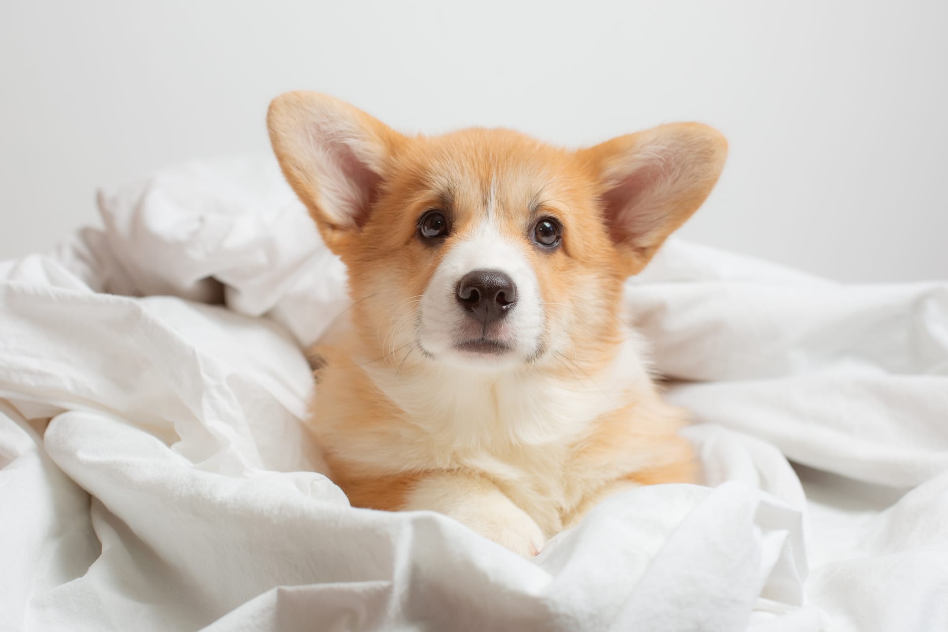 Corgi puppy lies bedroom bed covered with blanket white sheet