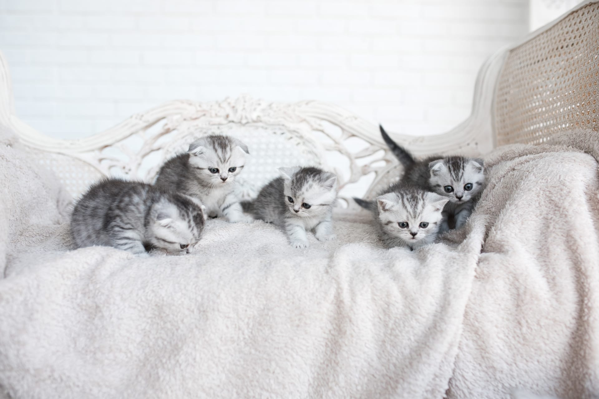 Cute animal profile pictures american shorthair kittens play grey couch