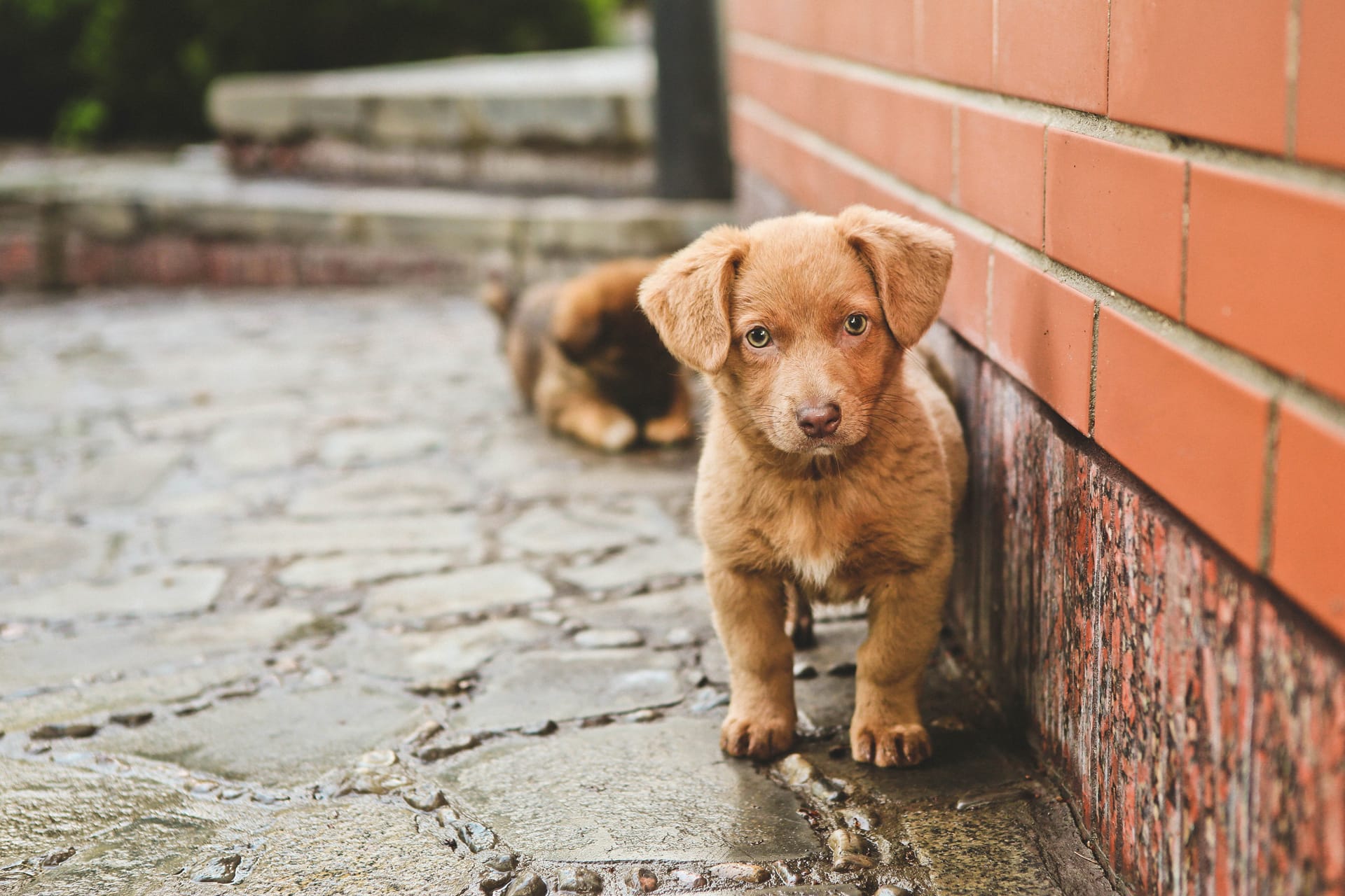 Cute animal profile pictures brown cute puppy dog sits steps house