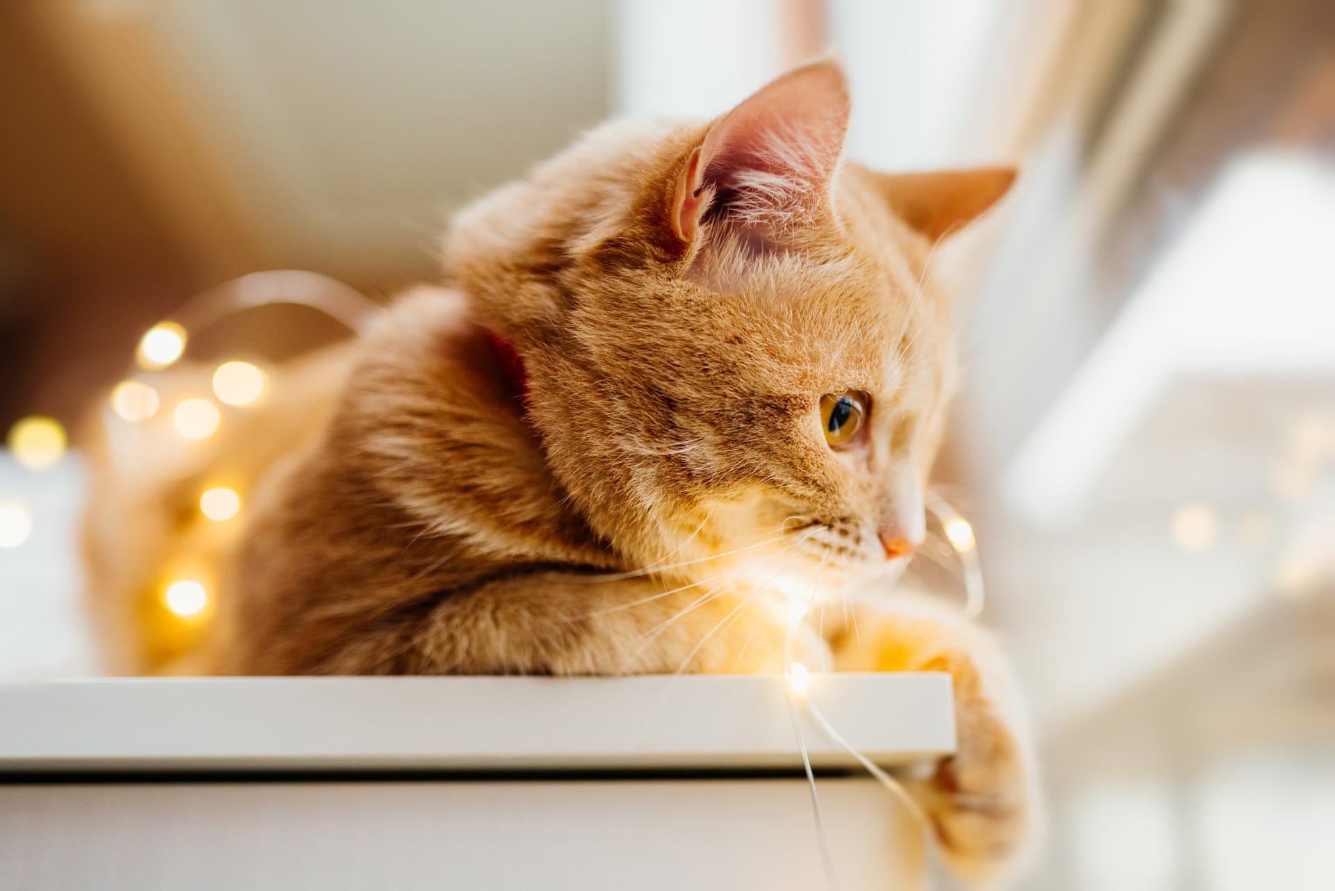 Lights cute ginger cat lying near window play with lights