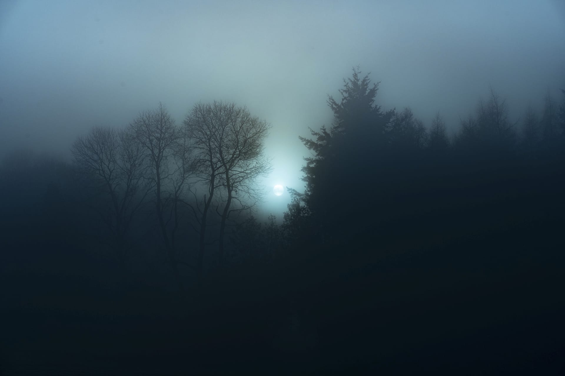 Dark profile picture view misty forest night