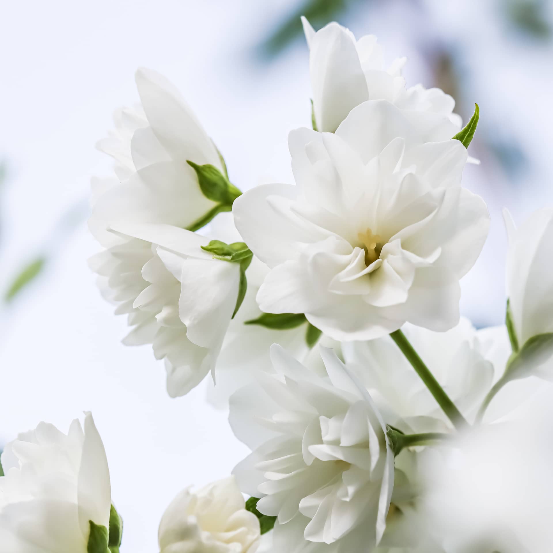 Floral background white terry jasmine flower petals macro flowers backdrop
