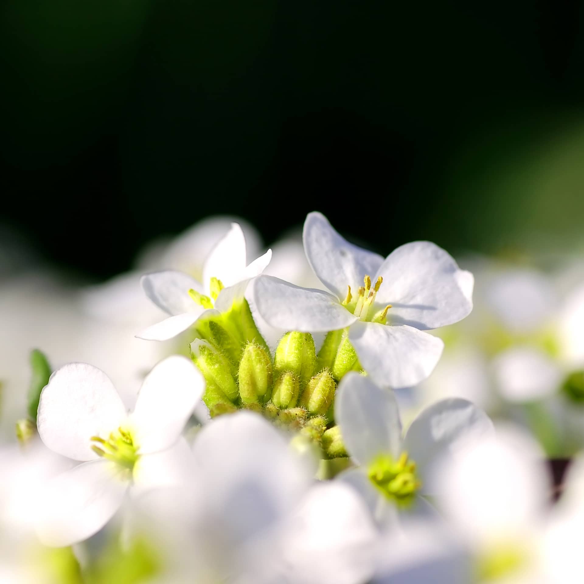 White flowers bloom flower profile picture