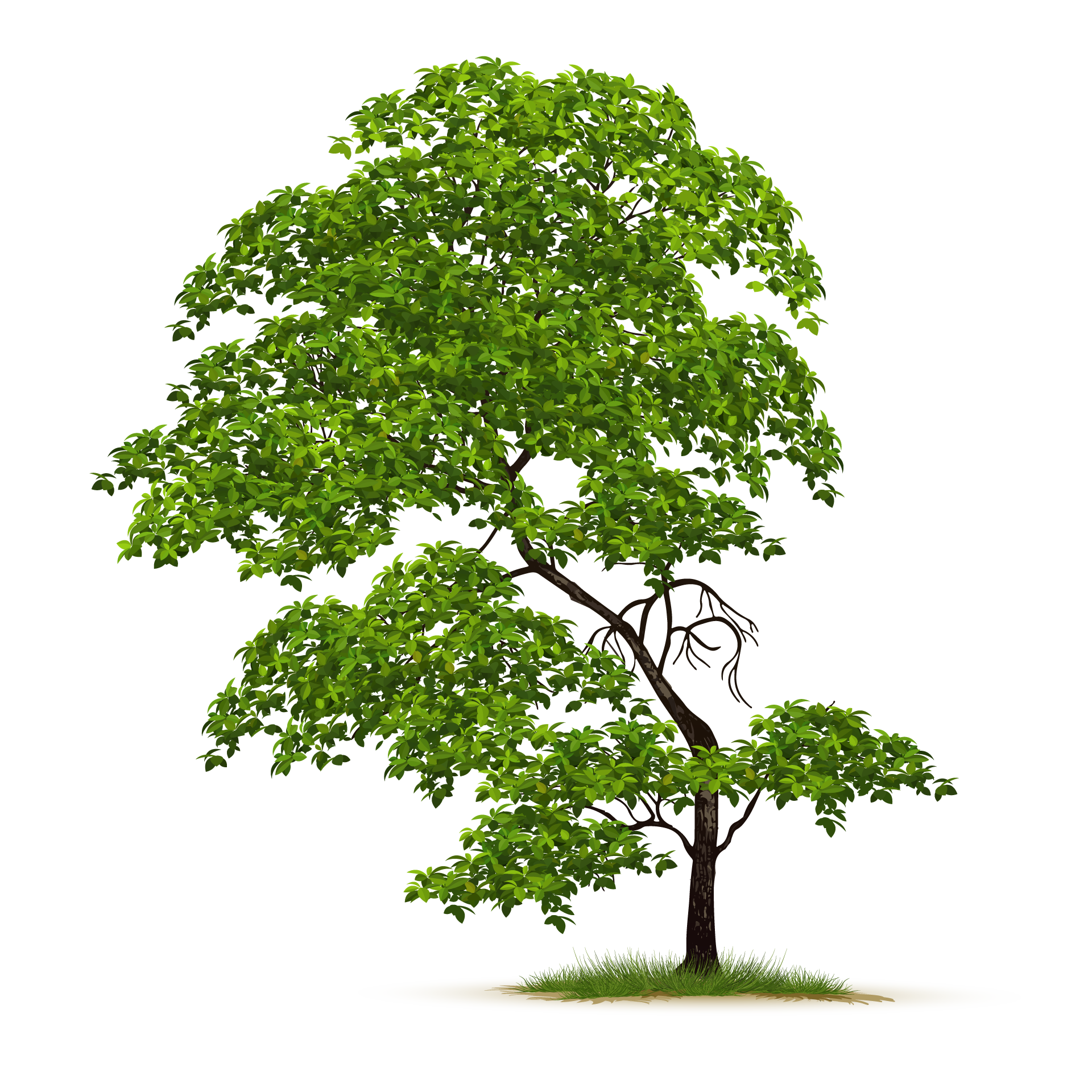 Adult nature green tree isolated excellent image