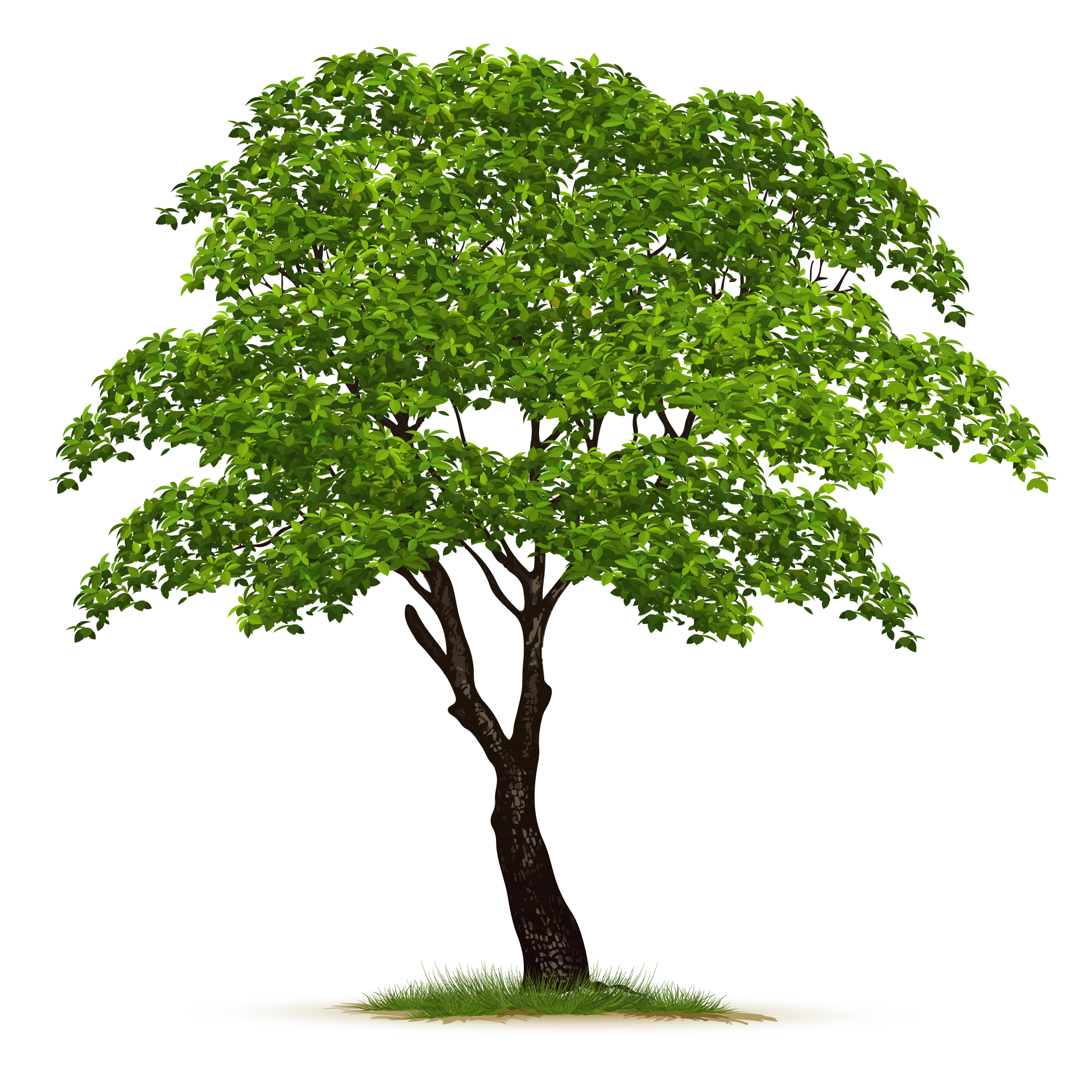 Adult nature green tree isolated excellent picture