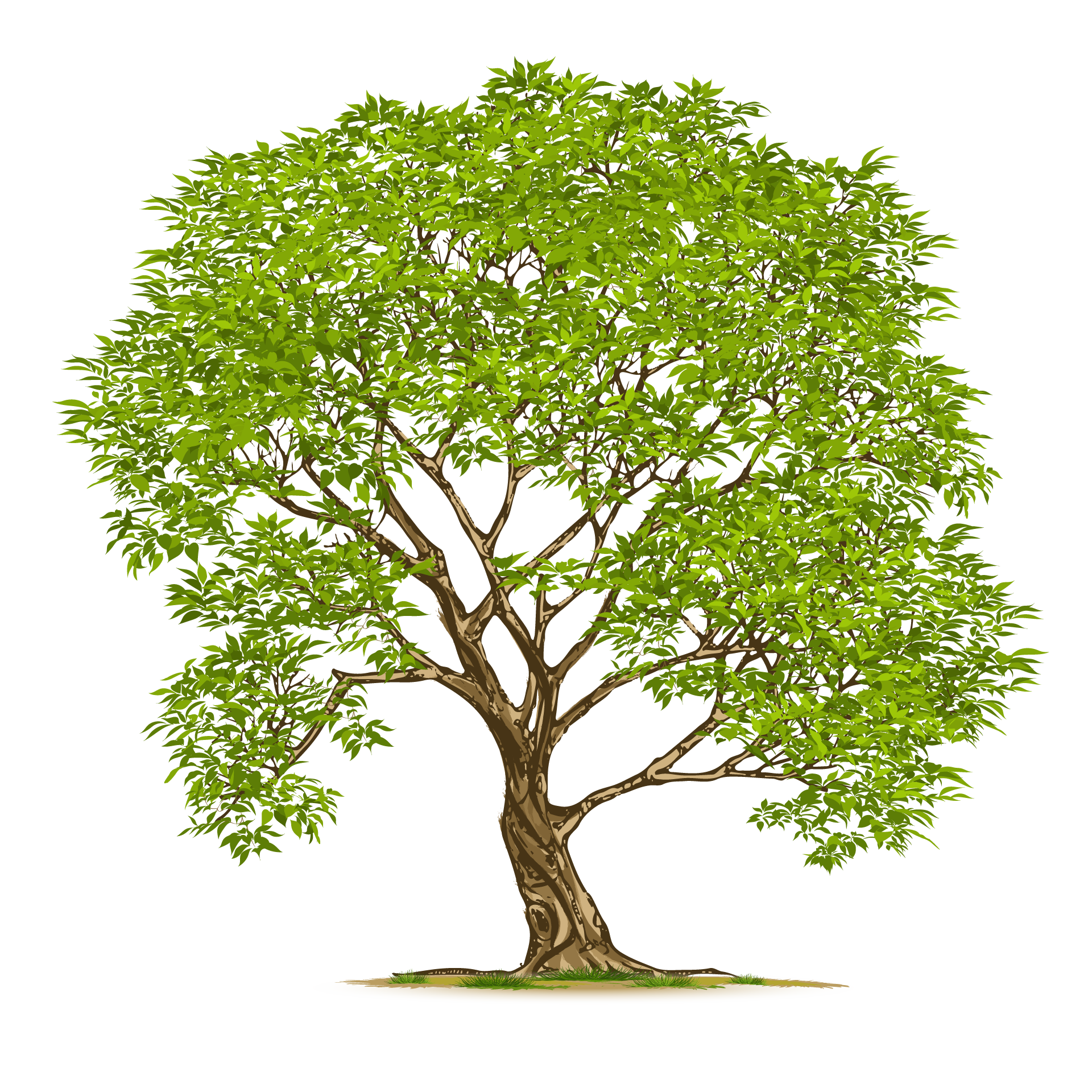 Adult nature green tree isolated fine image