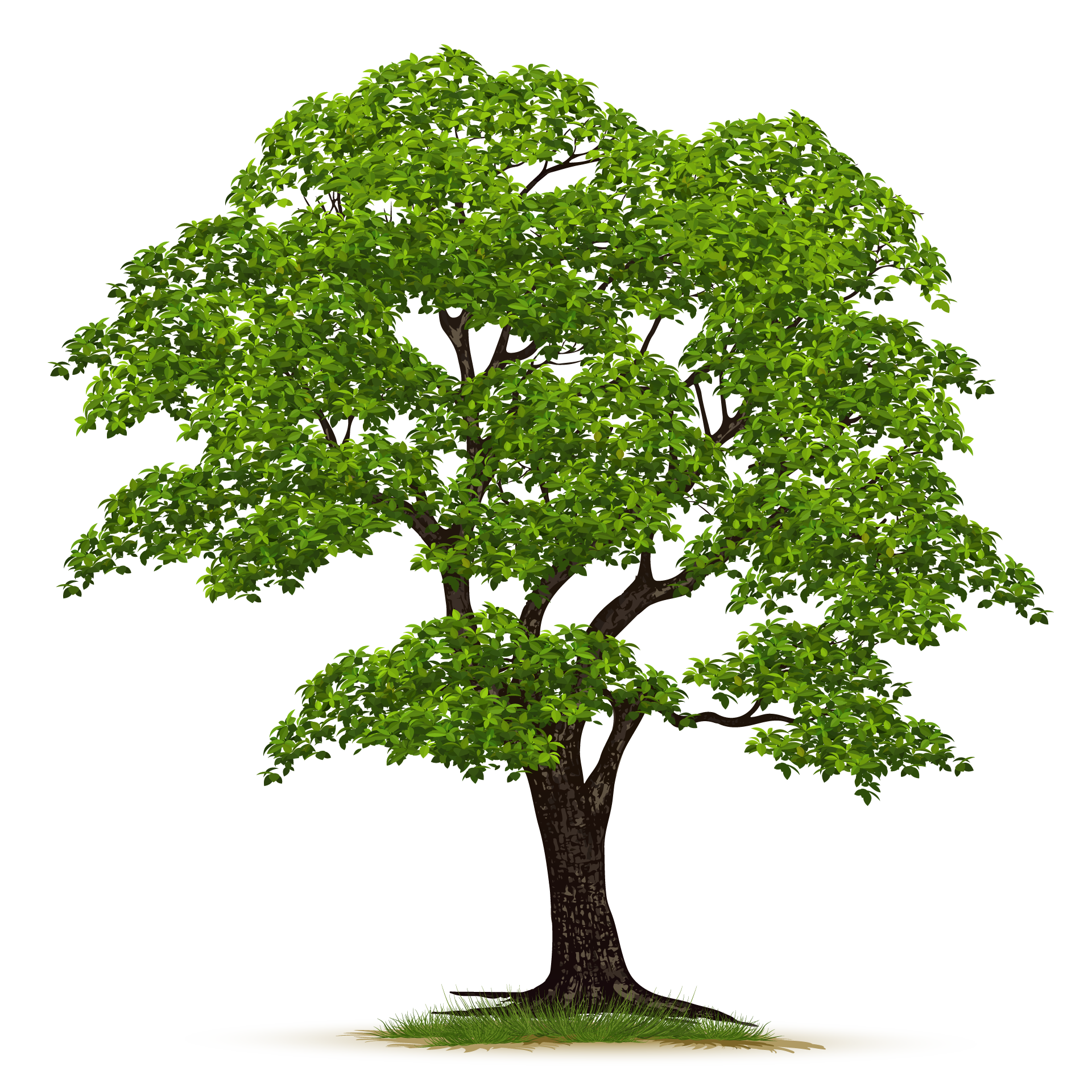 Adult nature green tree isolated image