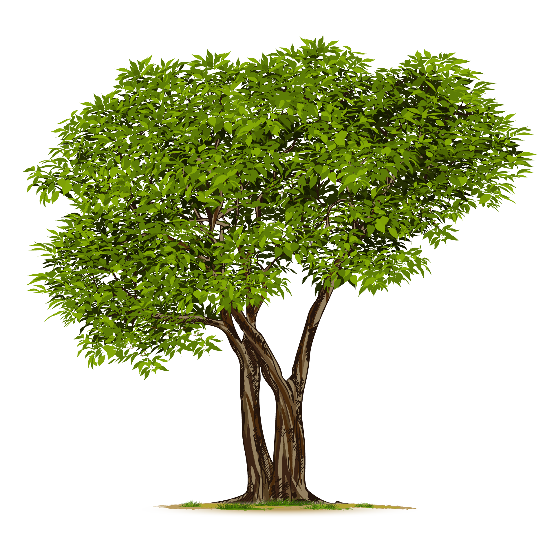 Adult nature green tree isolated nice image