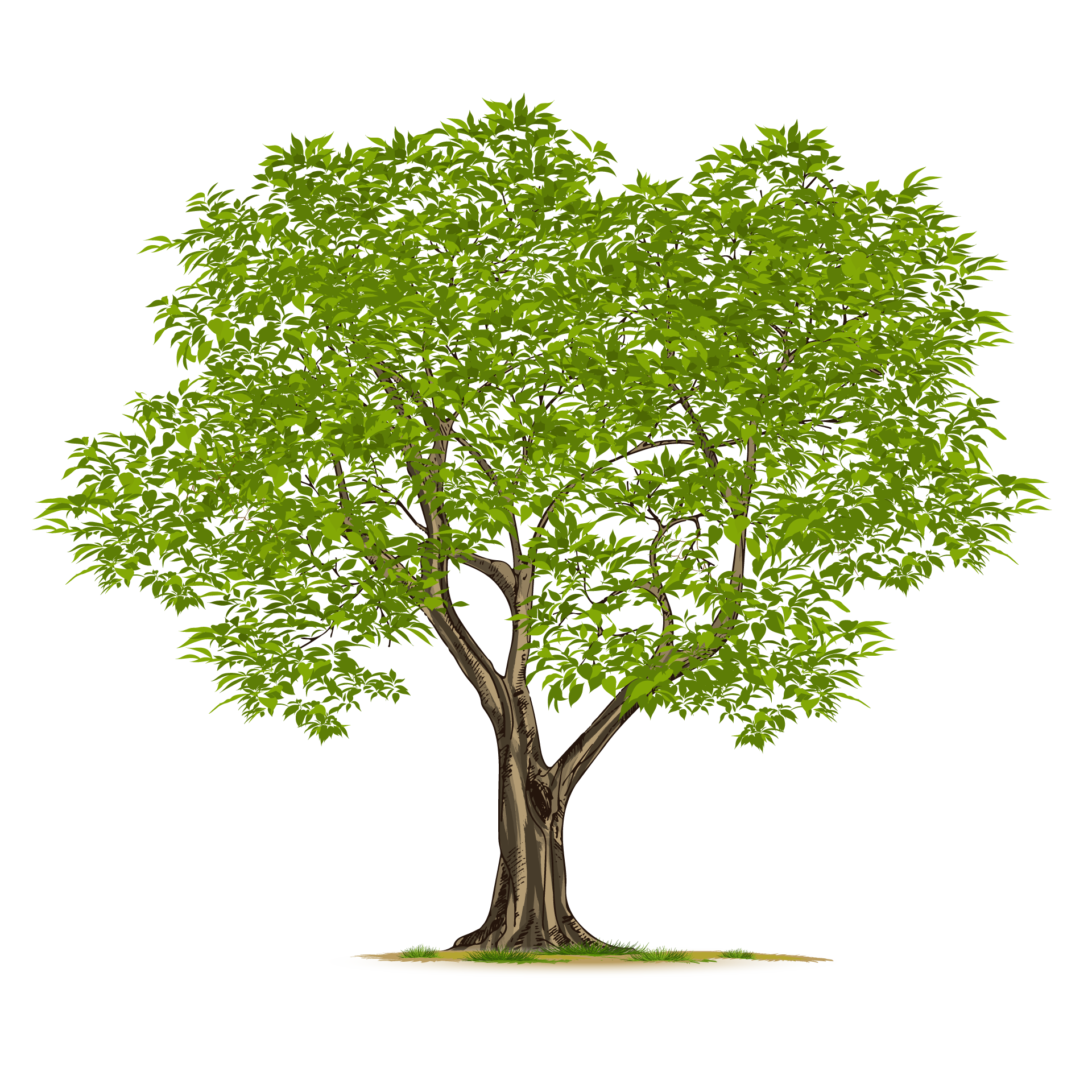 Adult nature green tree isolated nice picture
