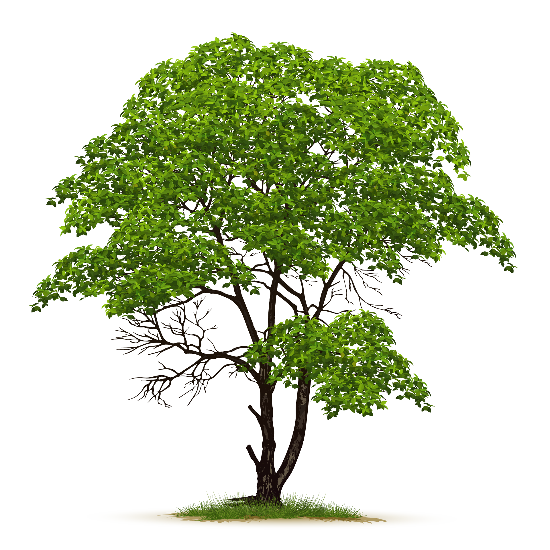 Adult nature green tree isolated picture