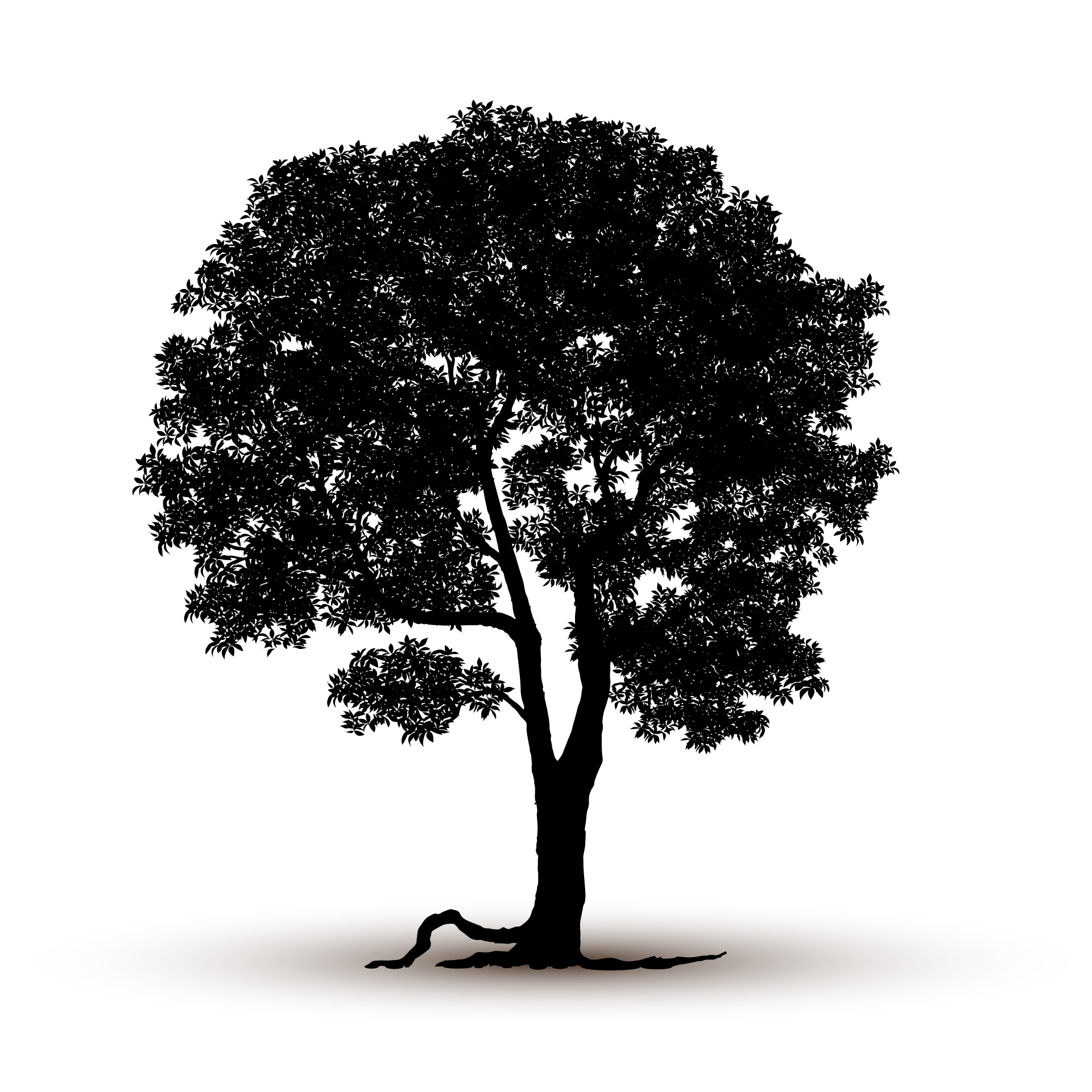 Adult nature tree silhouette isolated excellent picture