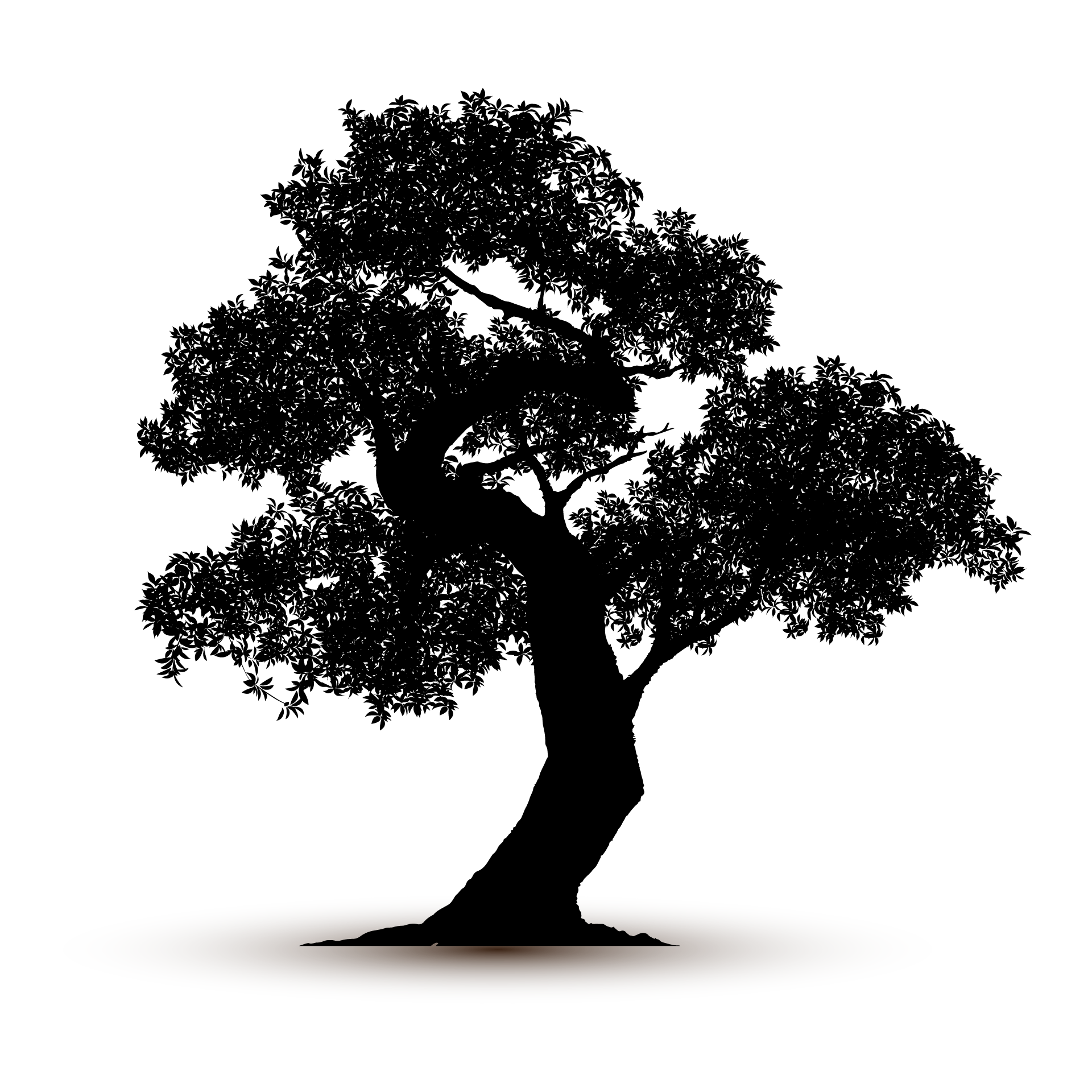 Adult nature tree silhouette isolated fine image