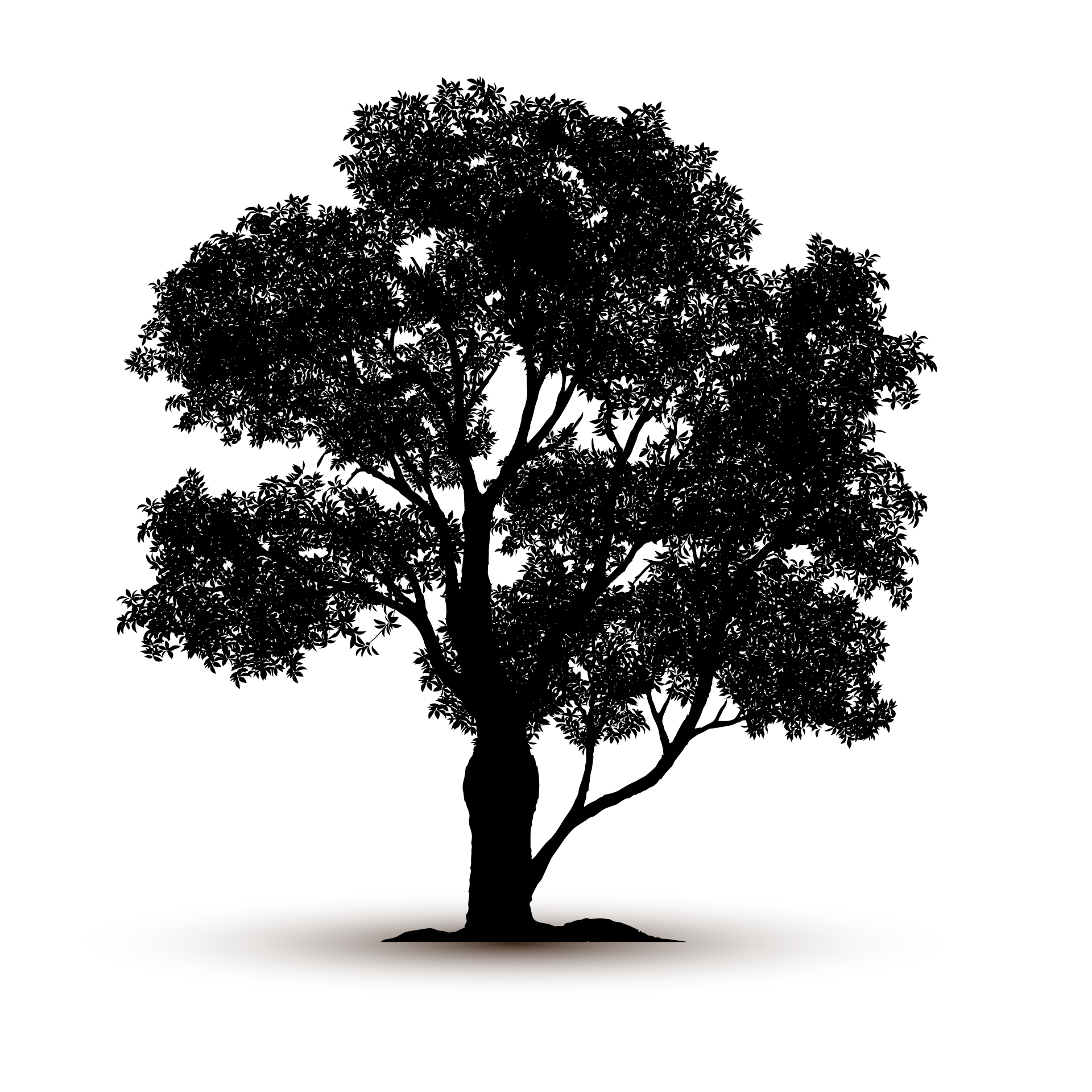 Adult nature tree silhouette isolated fine picture