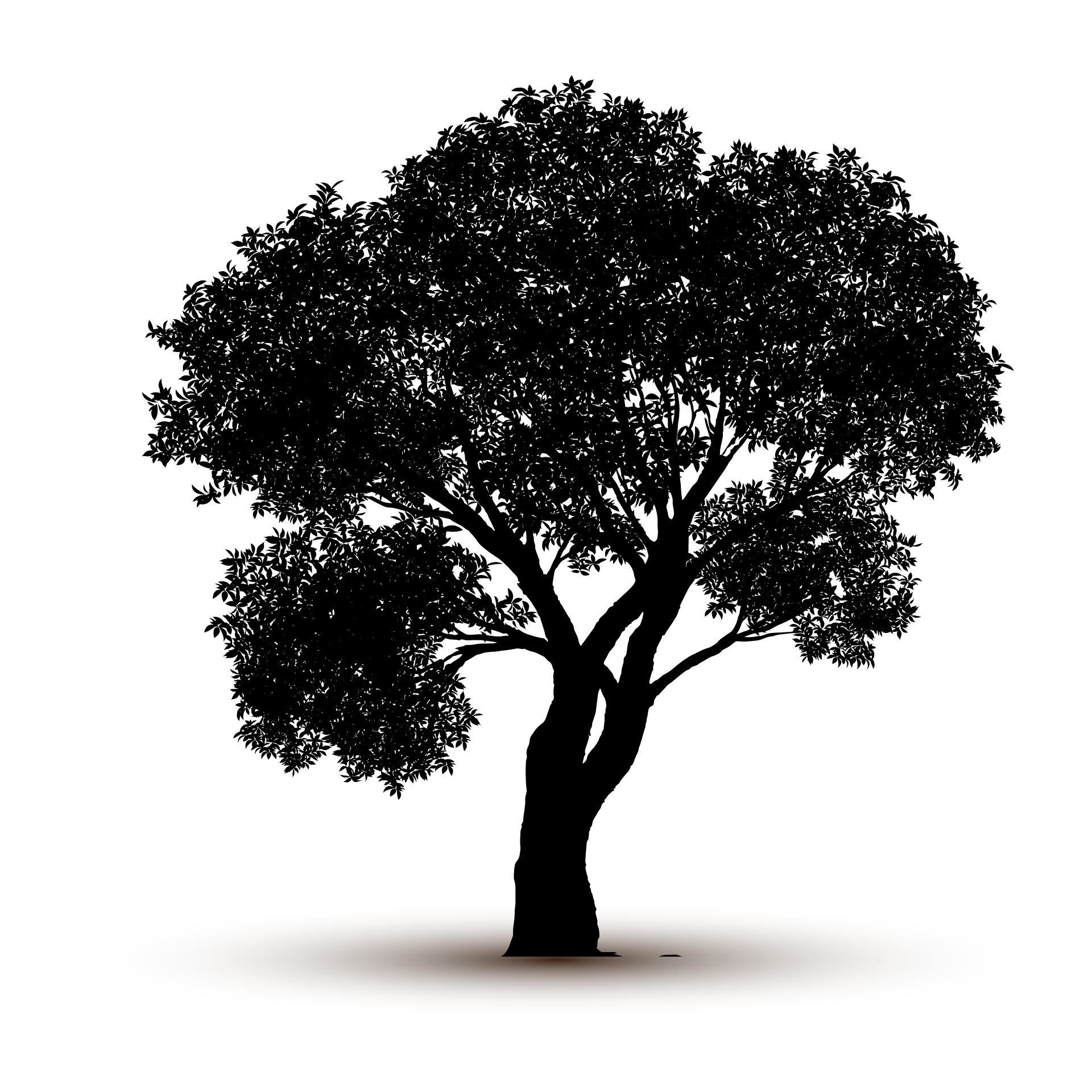 Adult nature tree silhouette isolated graceful image