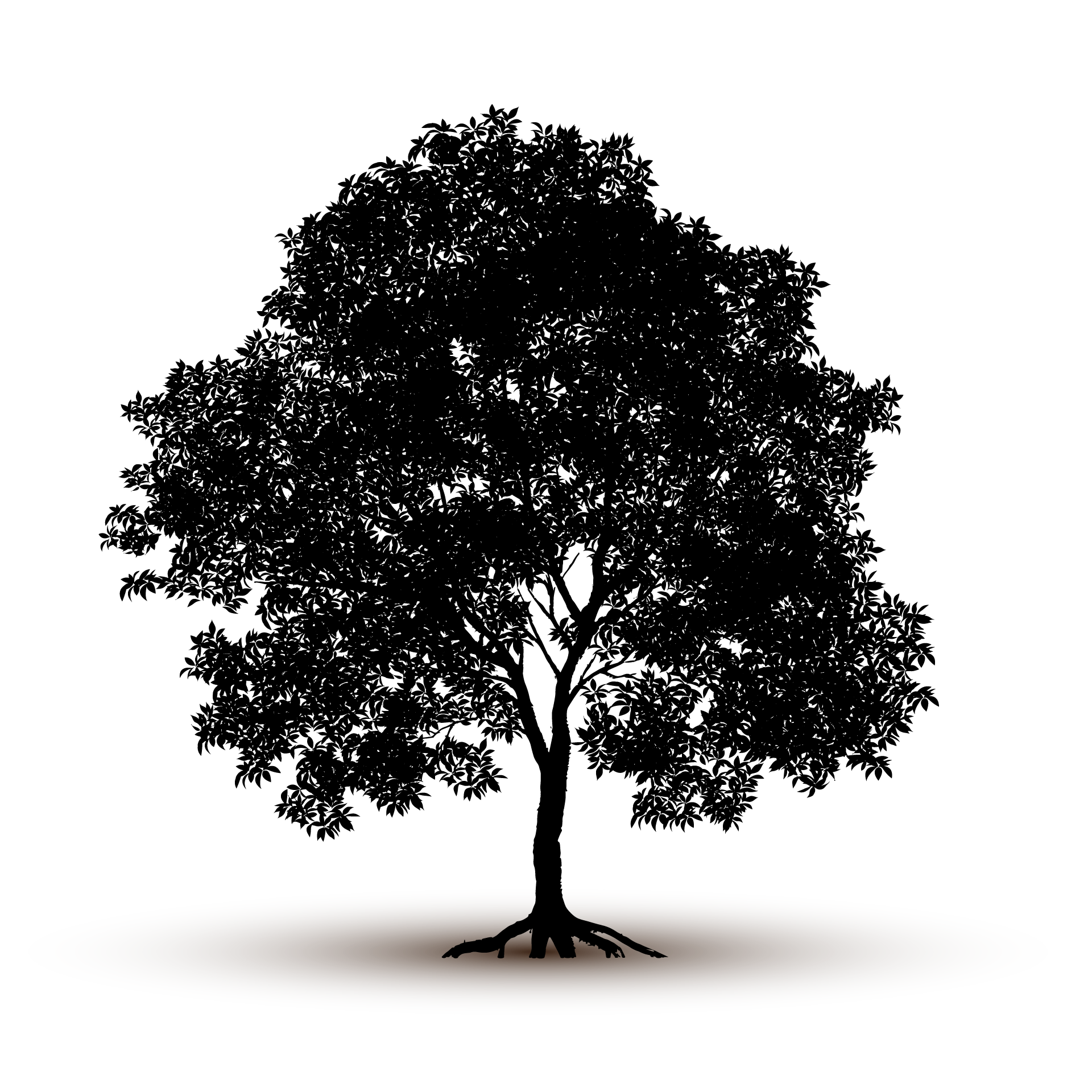 Adult nature tree silhouette isolated image