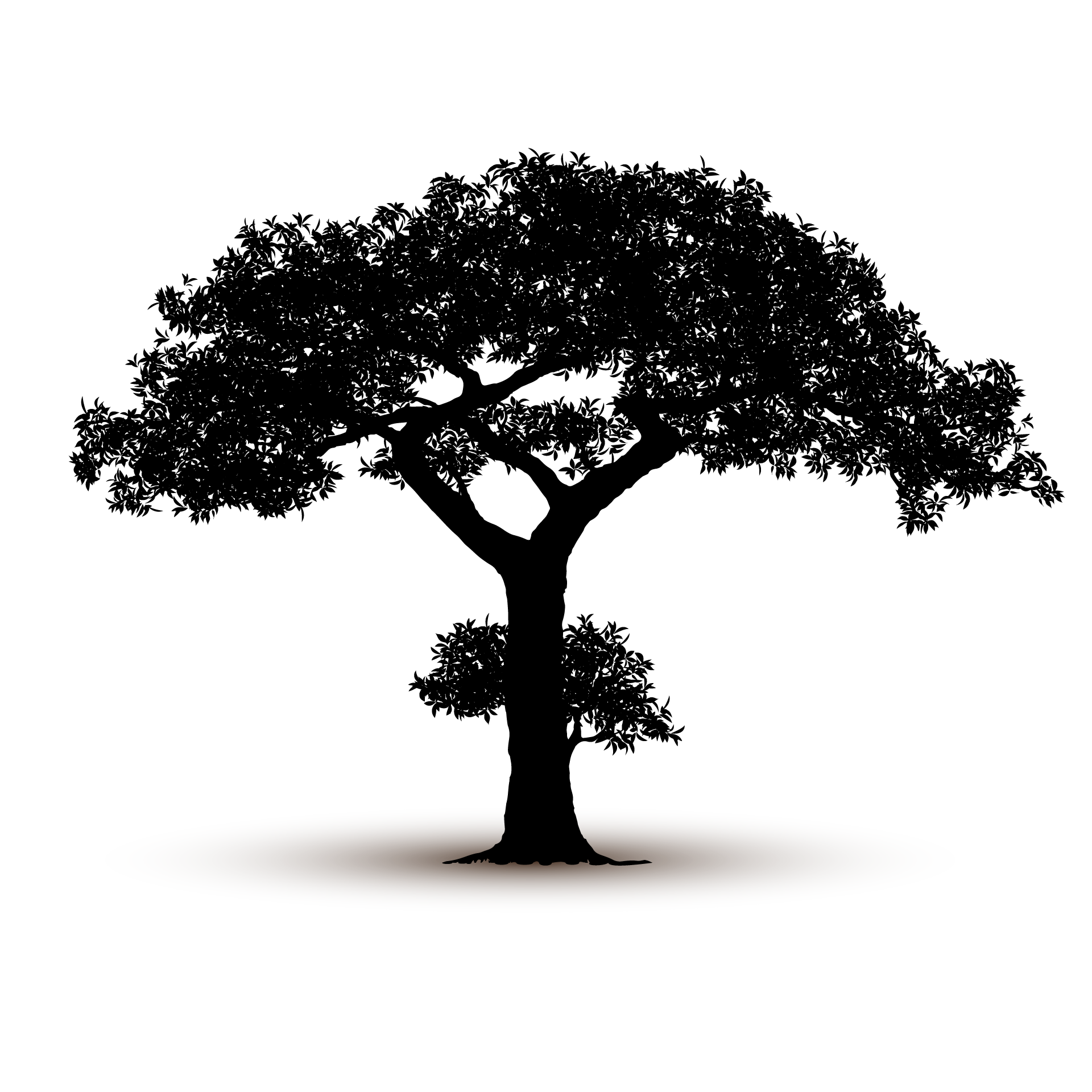 Adult nature tree silhouette isolated nice image