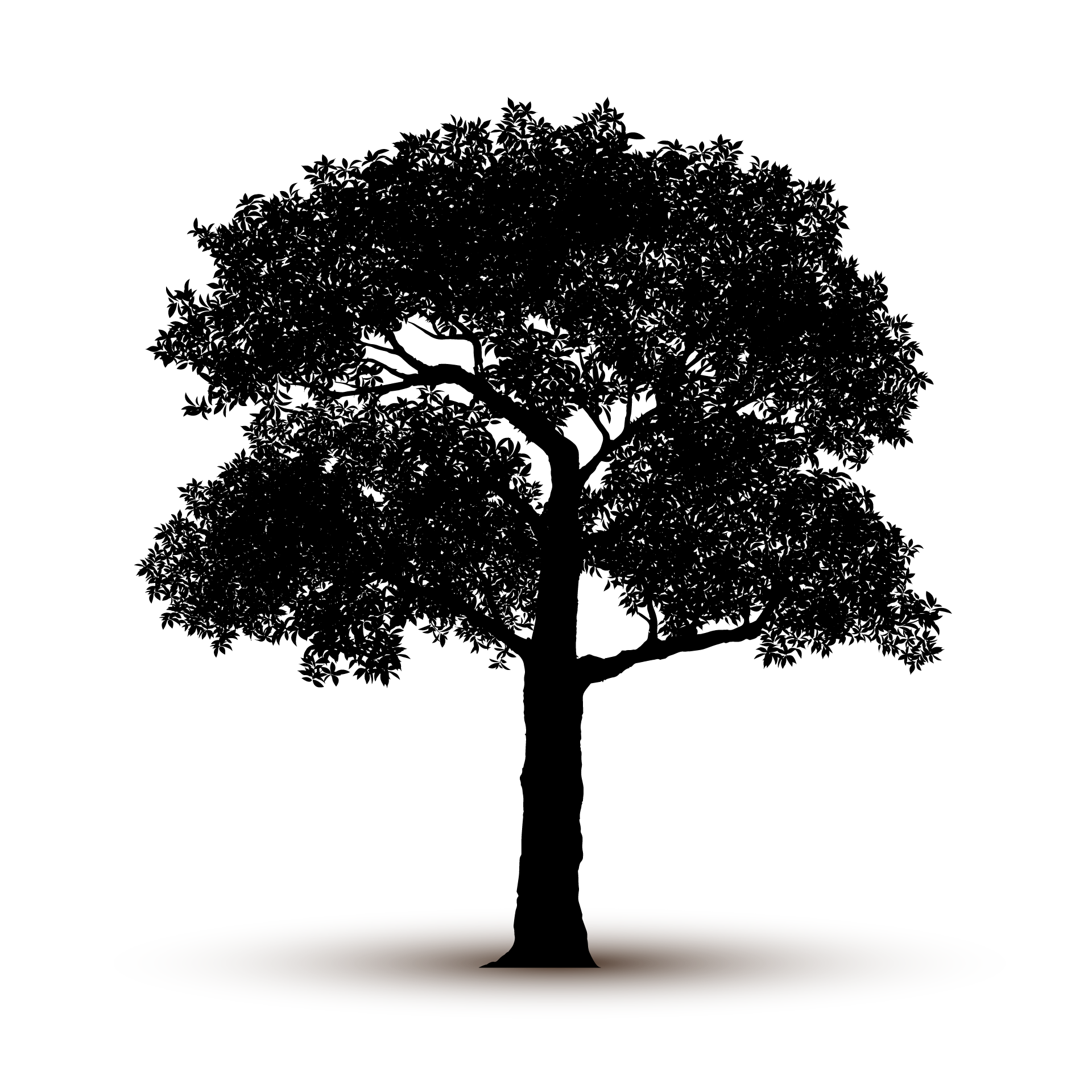 Adult nature tree silhouette isolated nice picture