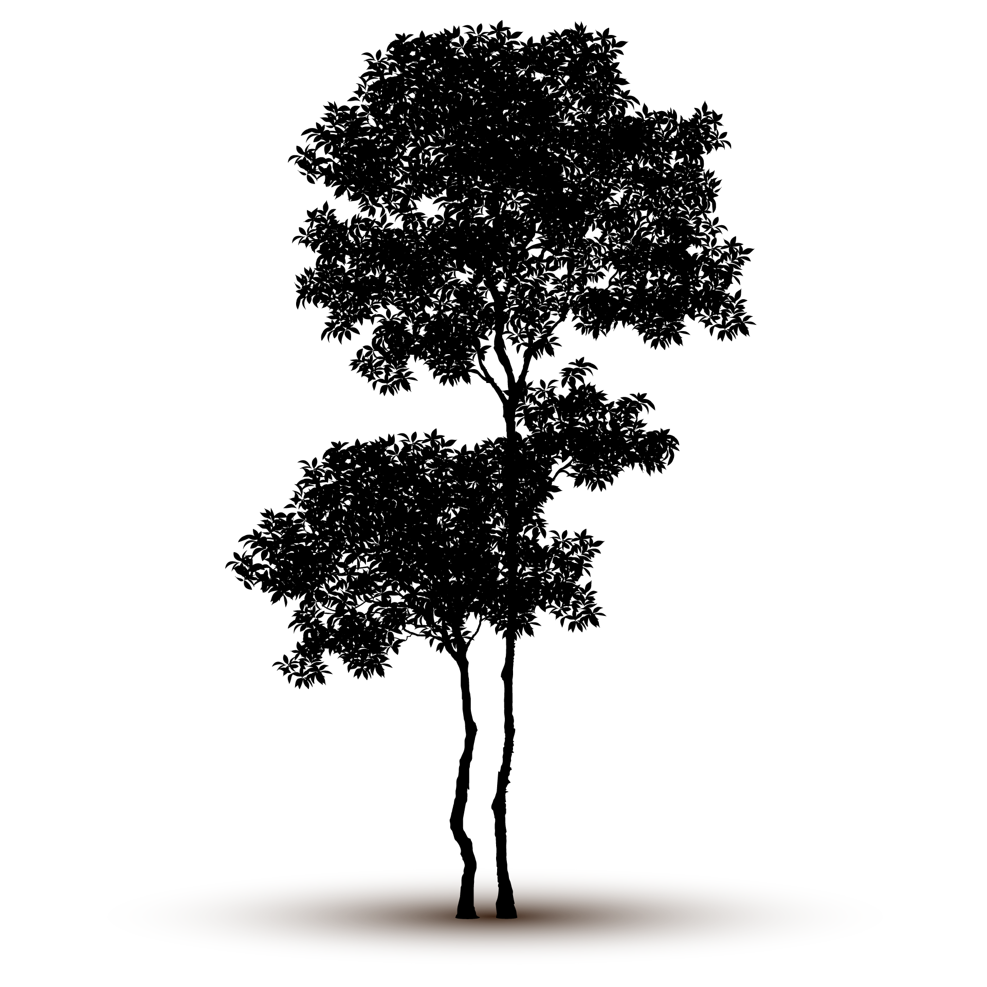 Adult nature tree silhouette isolated picture