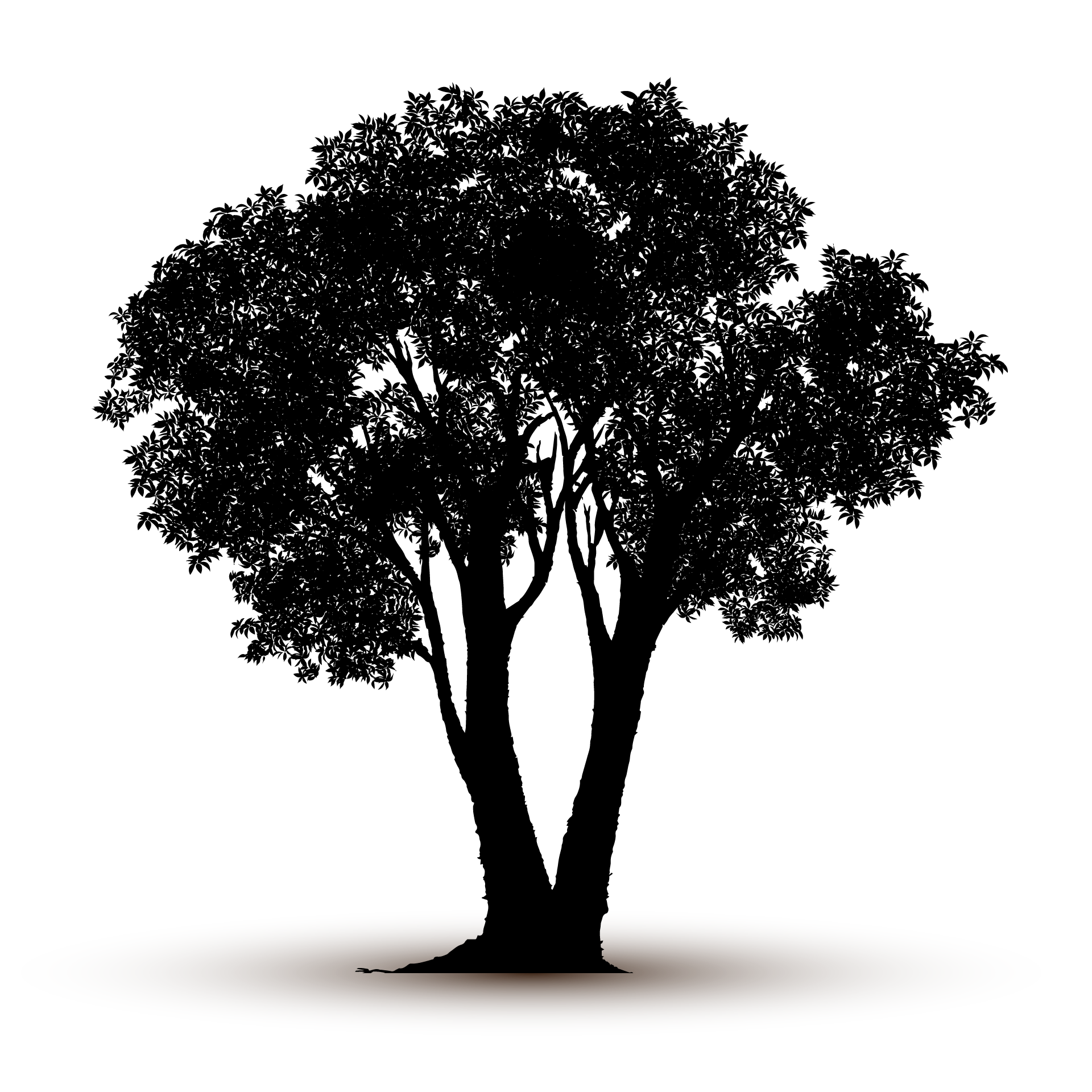 Adult nature tree silhouette isolated realistic image