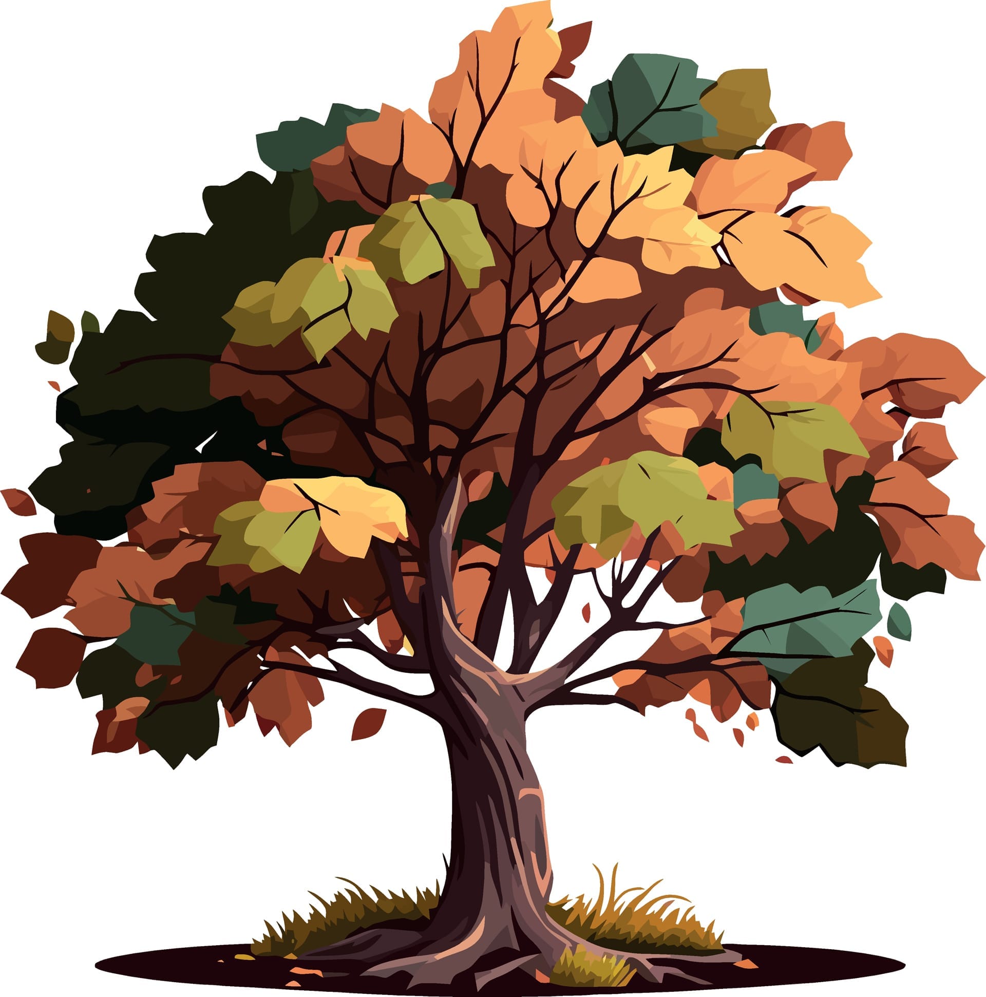 Clipart forest trees nature beech tree dicotyledonous plant