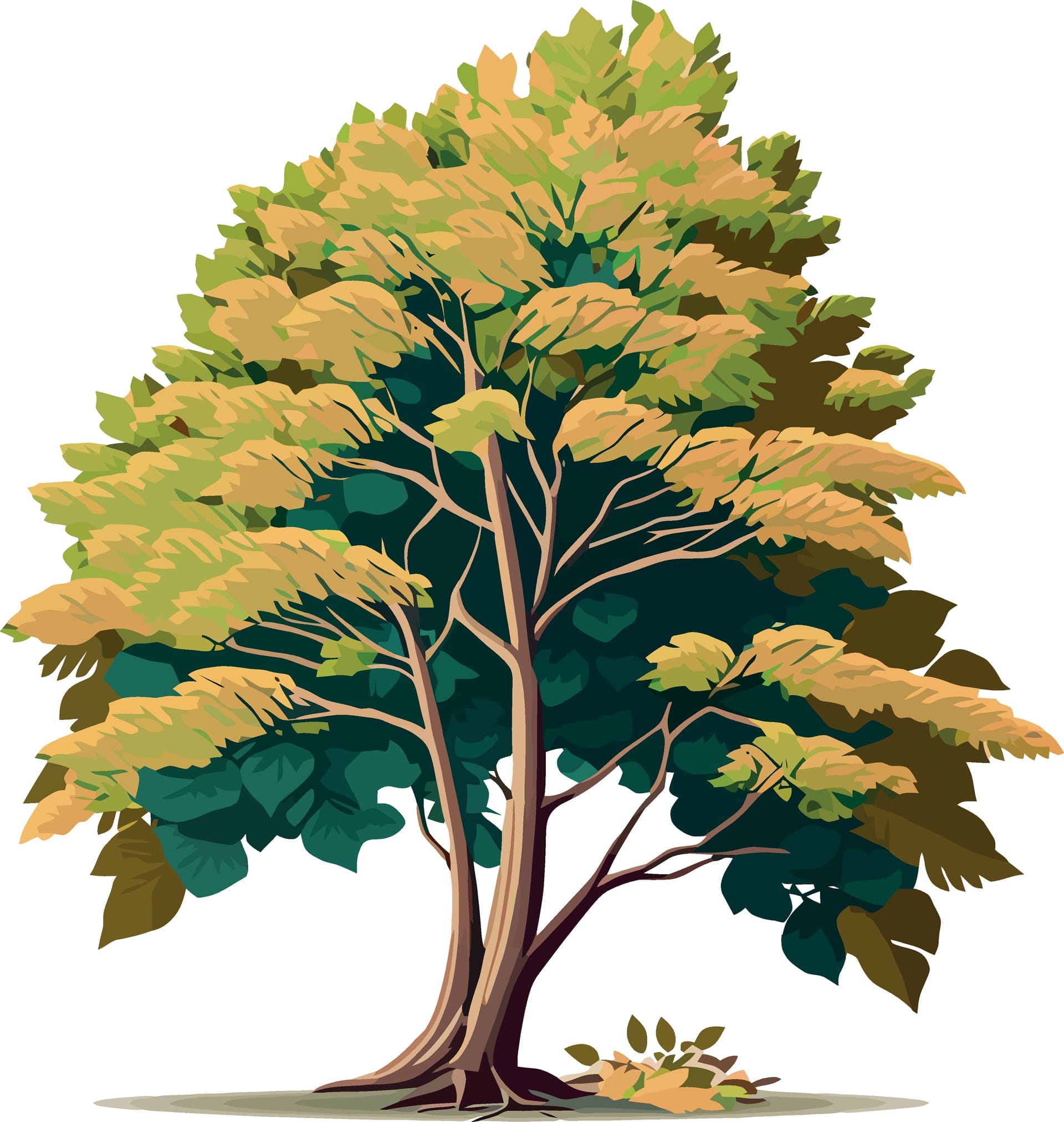 Nature beech tree dicotyledonous plant image