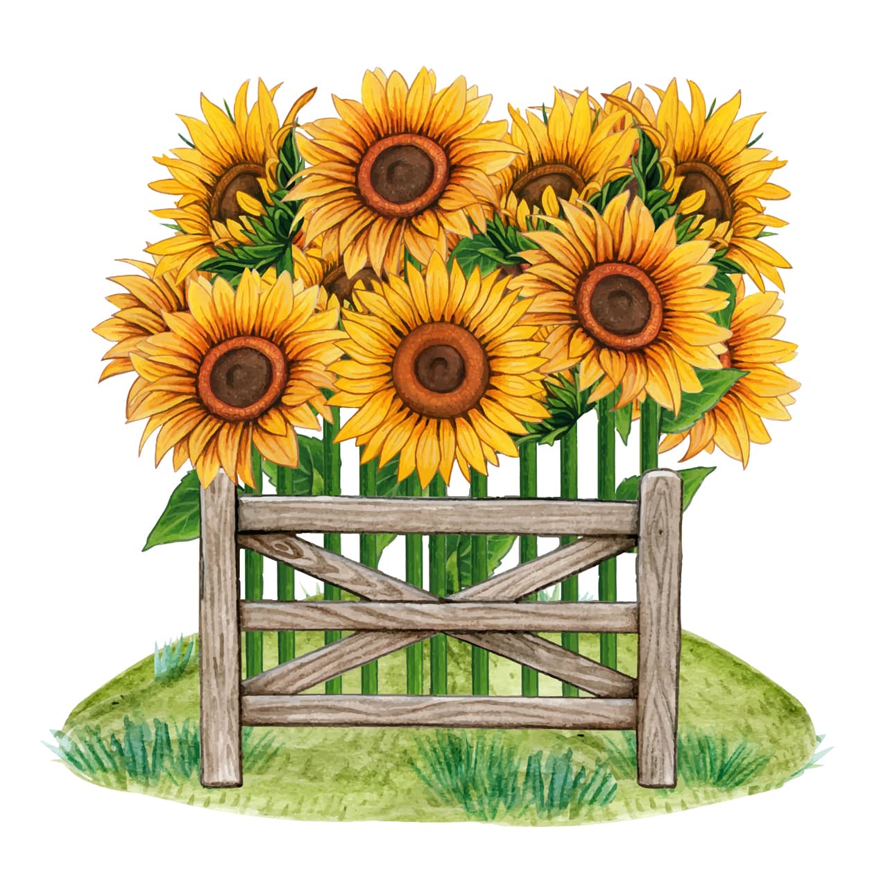 Flower clipart watercolor sunflower rustic country decoration cartoon image